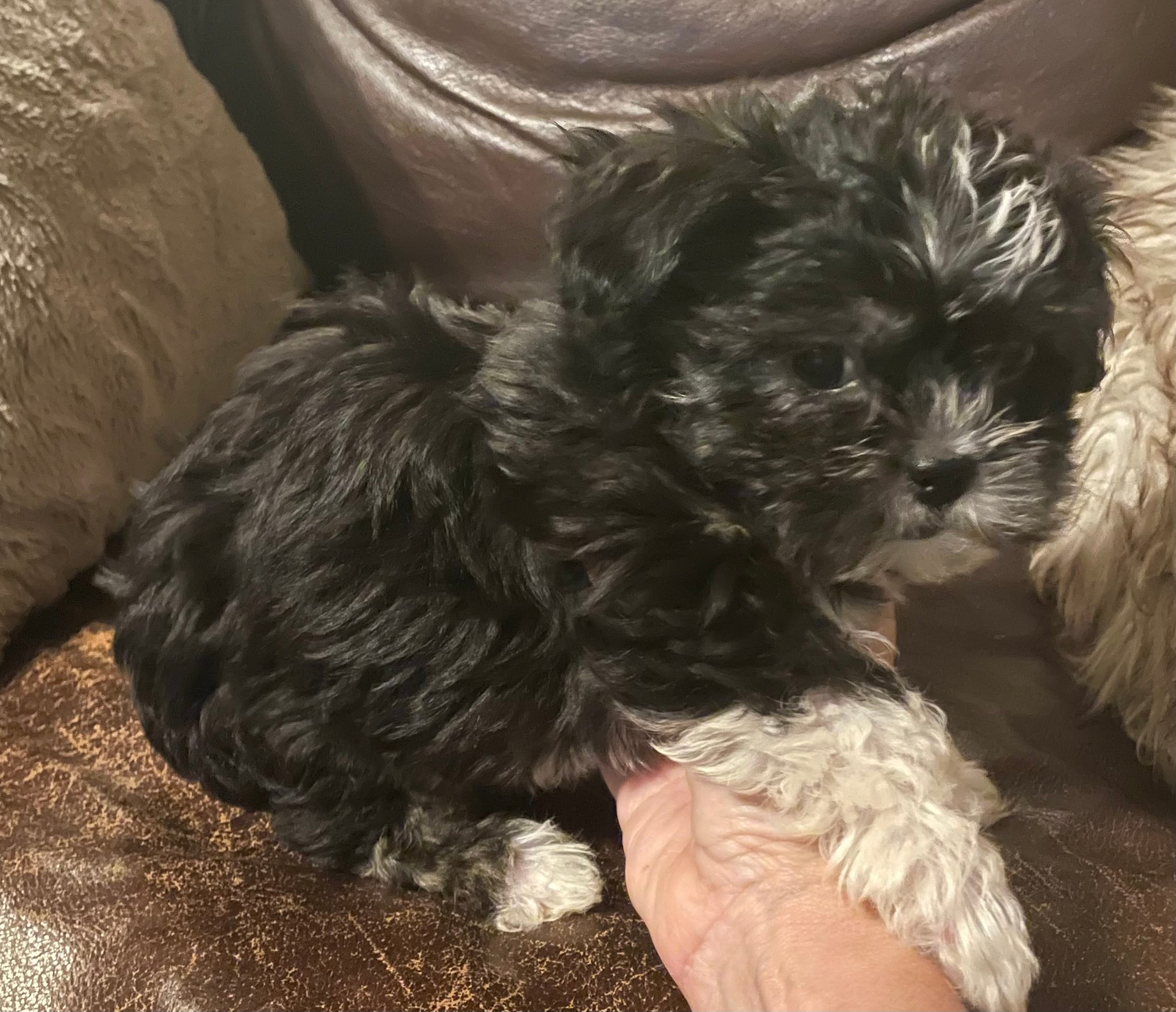 Maggie – Shih Tzu, Yorkshire Terrier puppy for sale in Richmond, KS