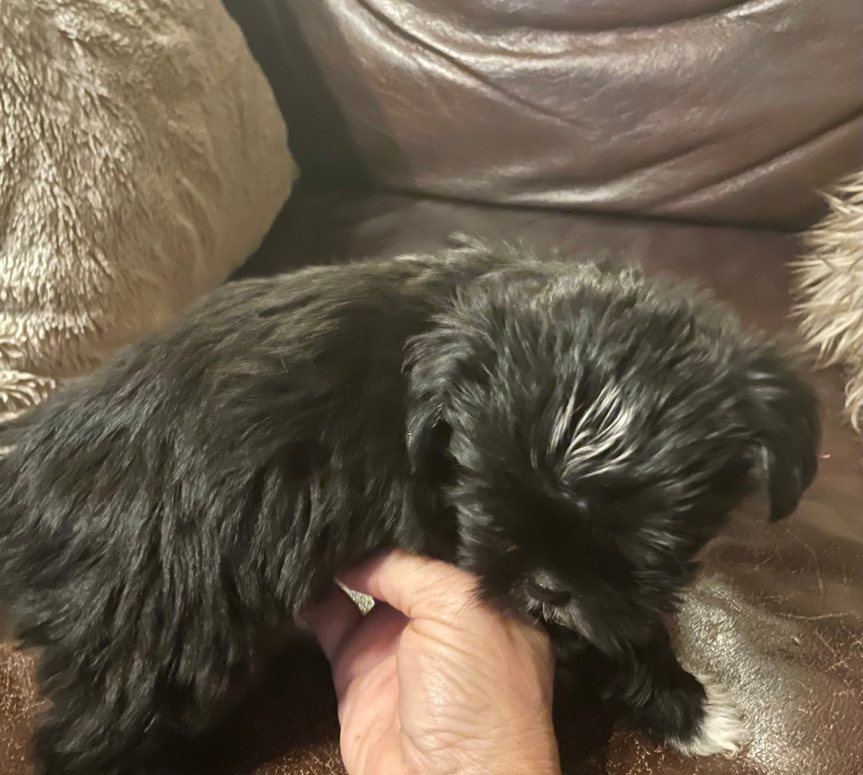 Mindy – Shih Tzu, Yorkshire Terrier puppy for sale in Richmond, KS
