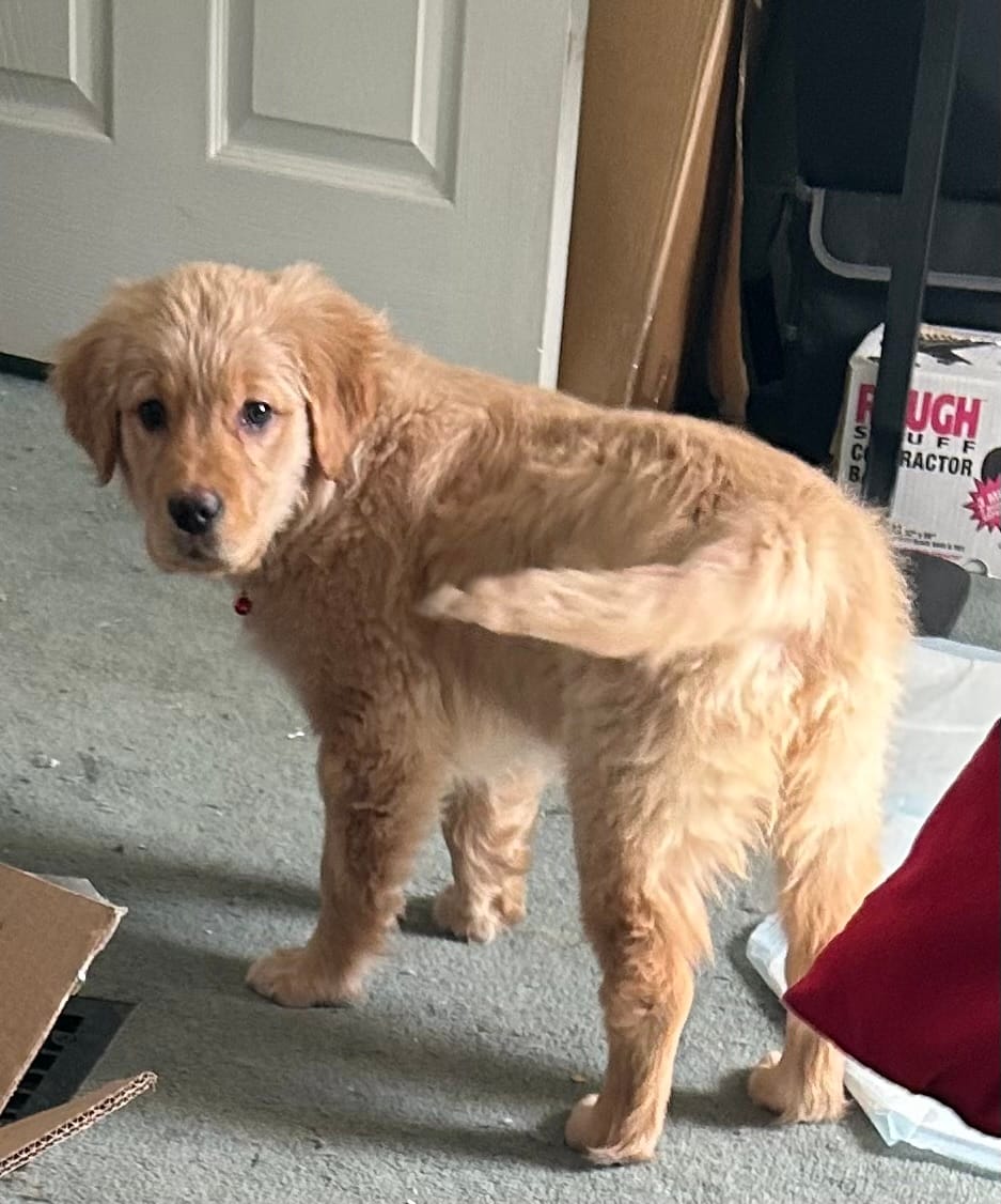 Akc Angel – Golden Retriever puppy for sale in Painted Post, NY