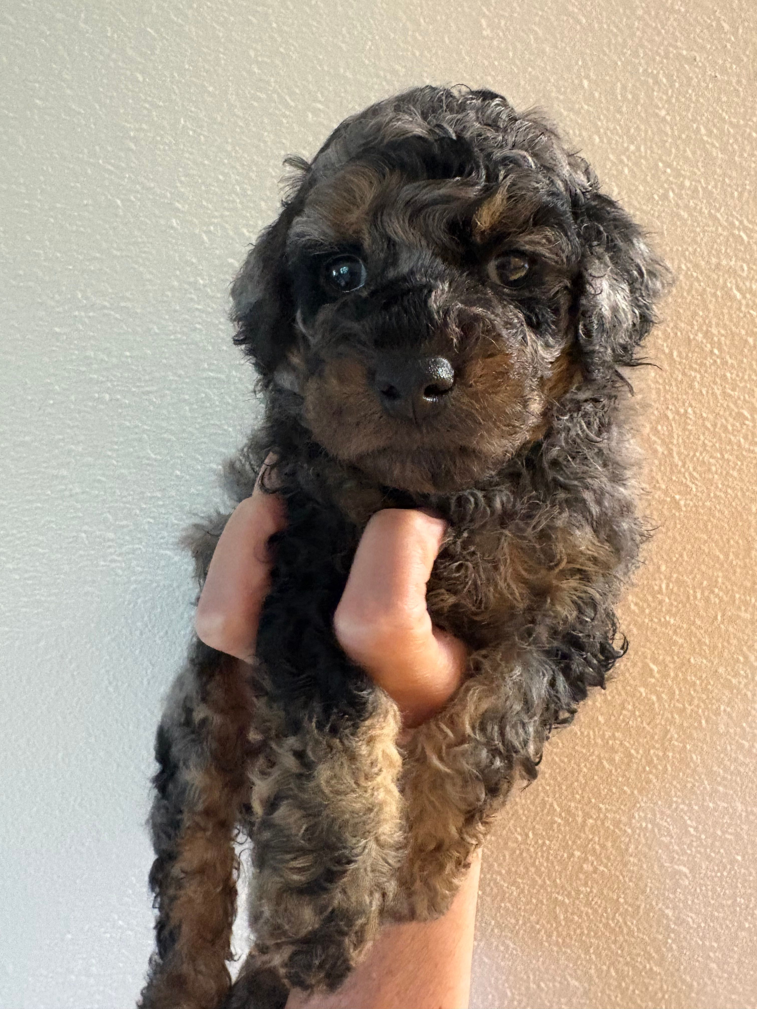 Texas – Poodle - Miniature  puppy for sale in Carlotta, CA