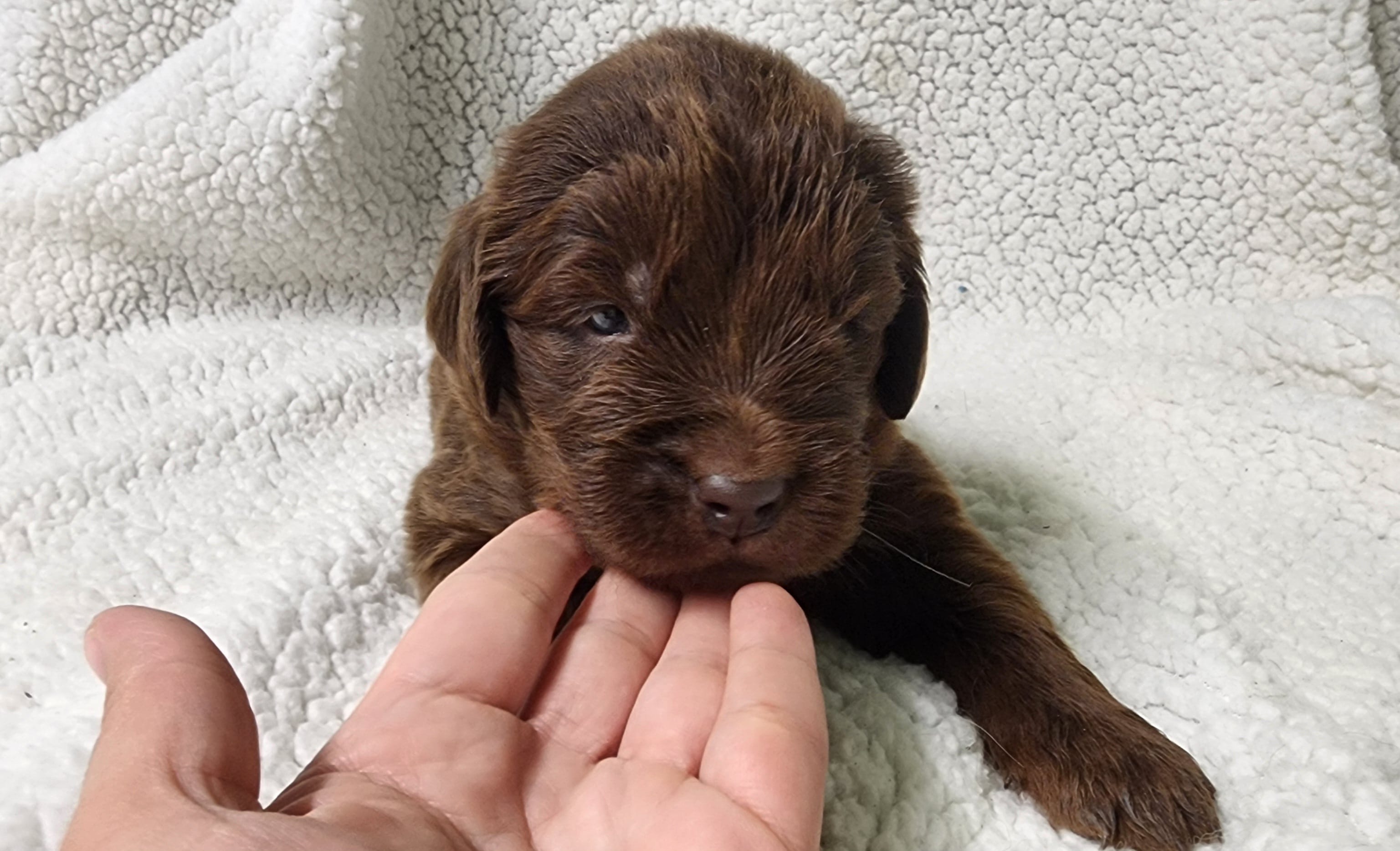 Lucky – Newfoundland puppy for sale in Marshville, NC
