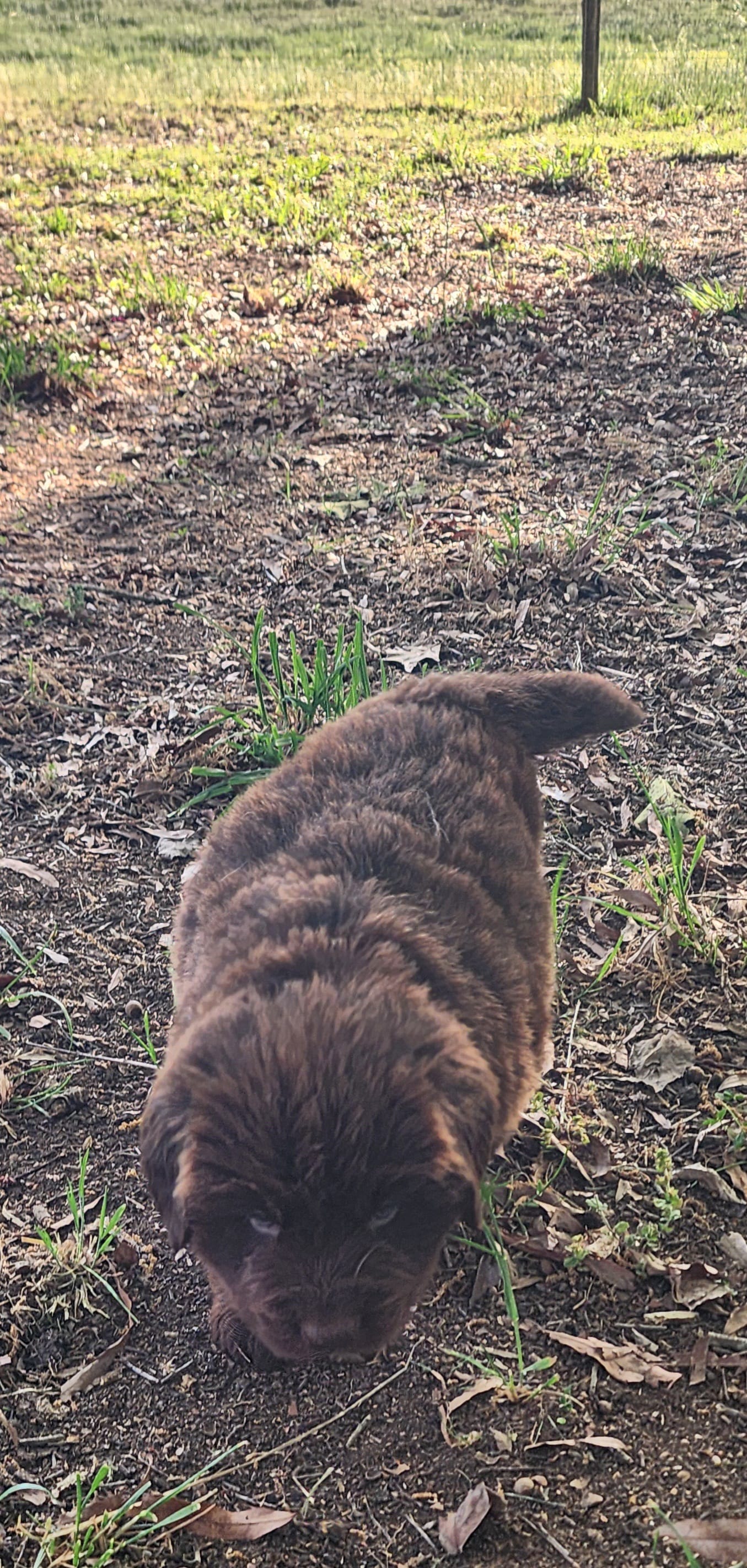 Clover – Newfoundland puppy for sale in Marshville, NC