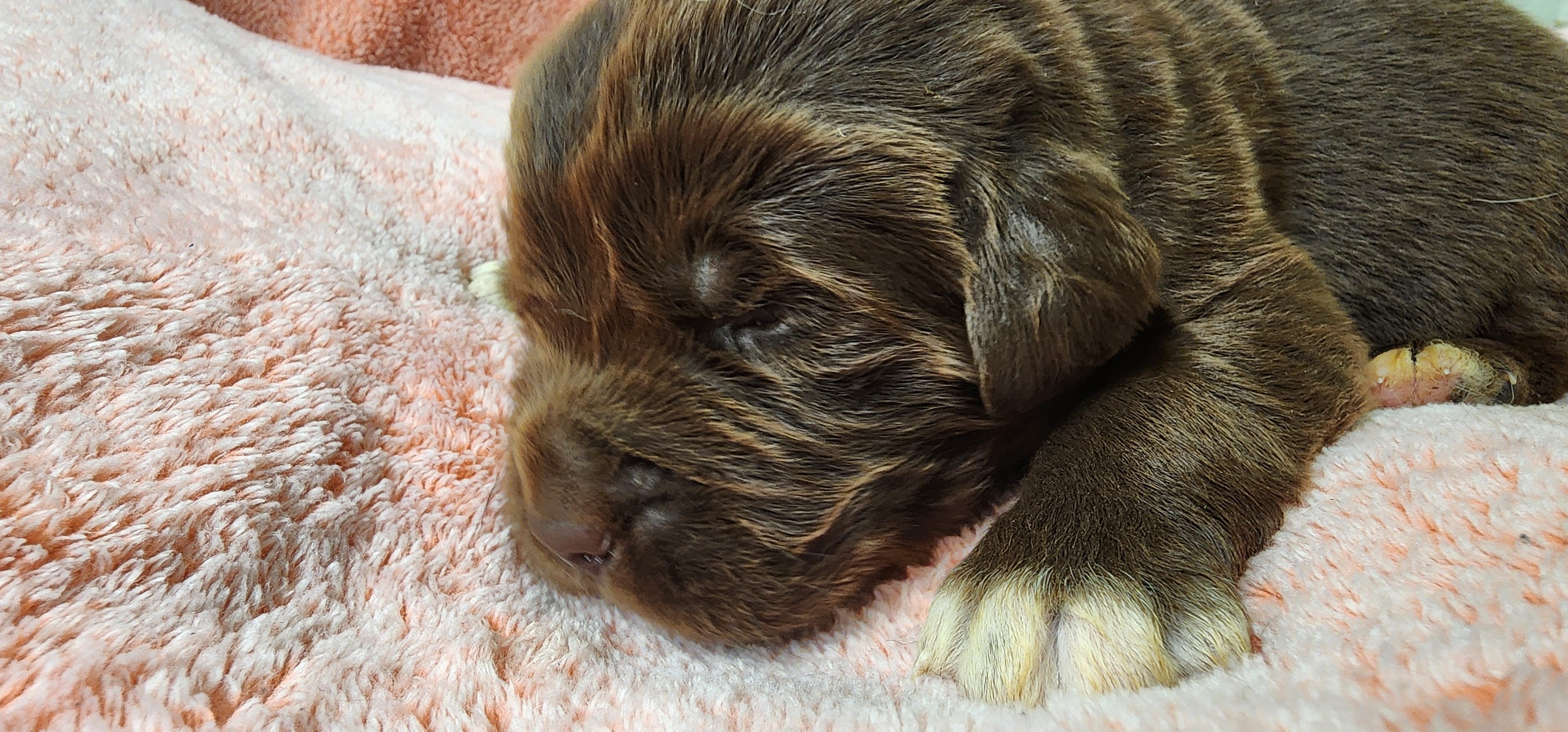 Shamrock  – Newfoundland puppy for sale in Marshville, NC