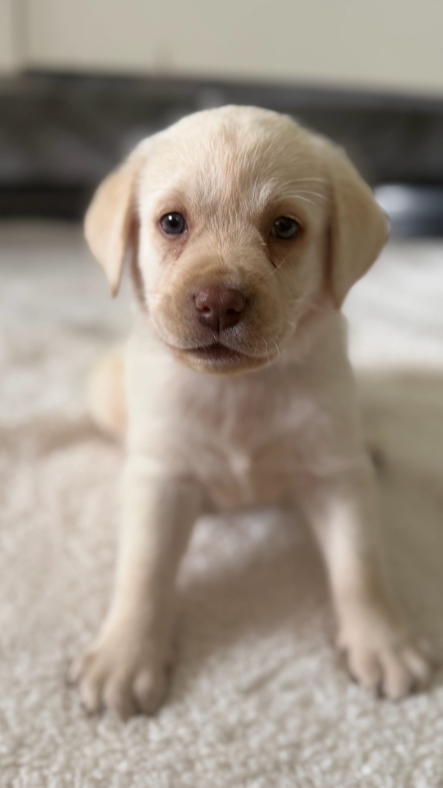 Prince – Labrador Retriever puppy for sale in Del Aire, CA