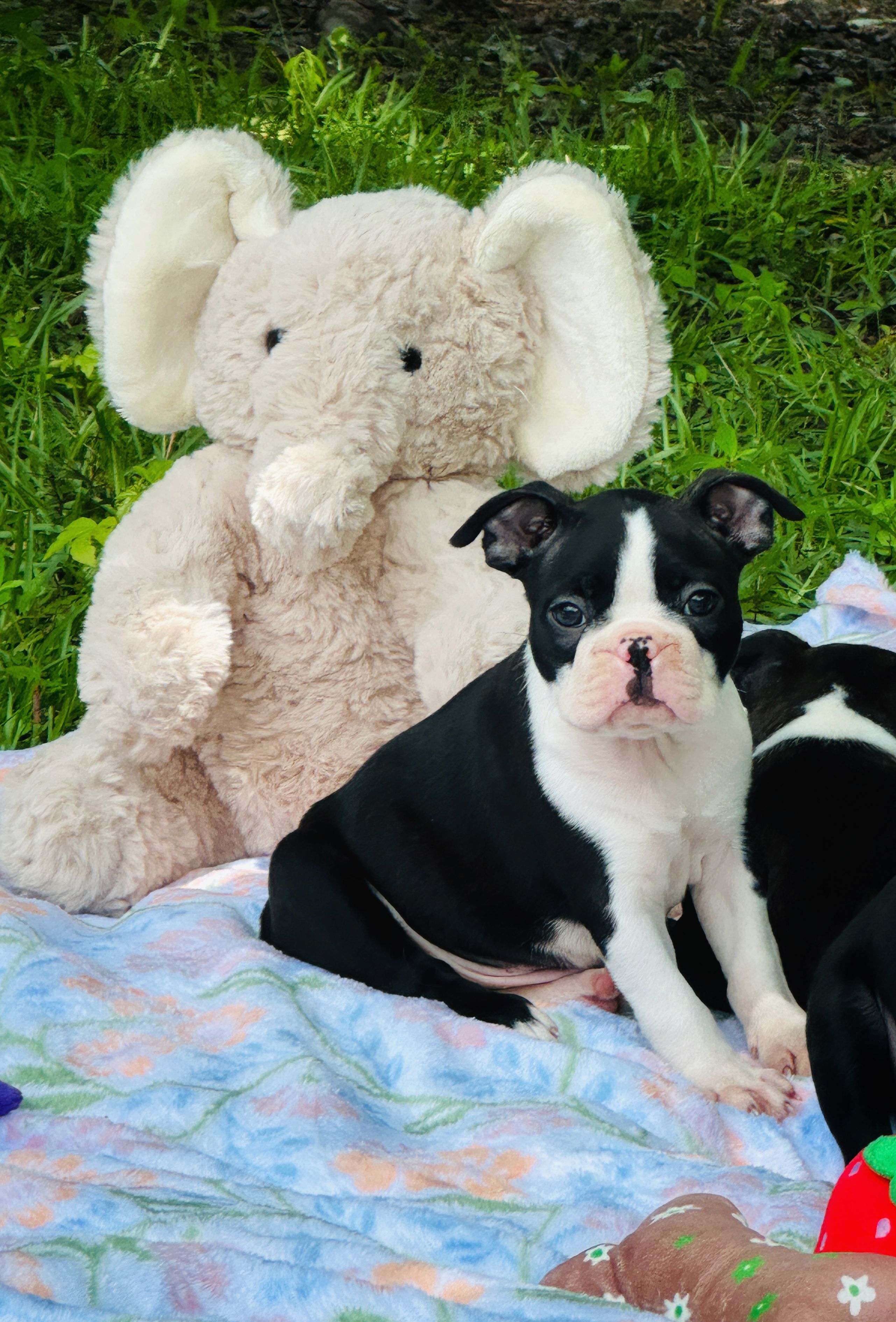 Tank – Boston Terrier puppy for sale in Foxworth, MS