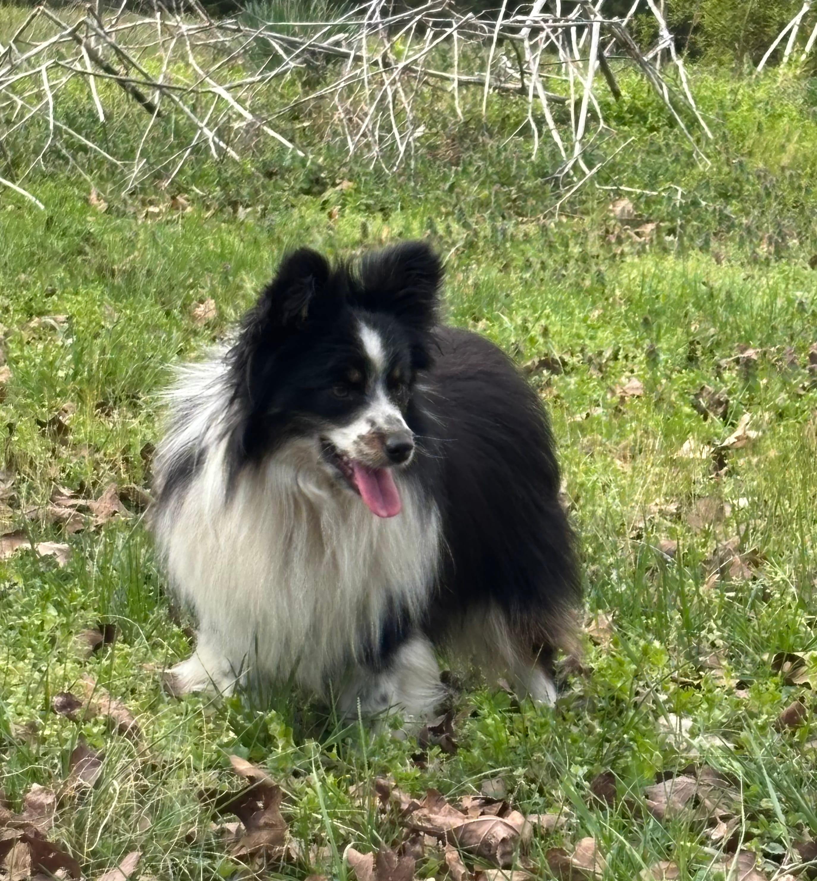 Sparkey – Toy Australian Shepherd puppy for sale in Dickson, TN