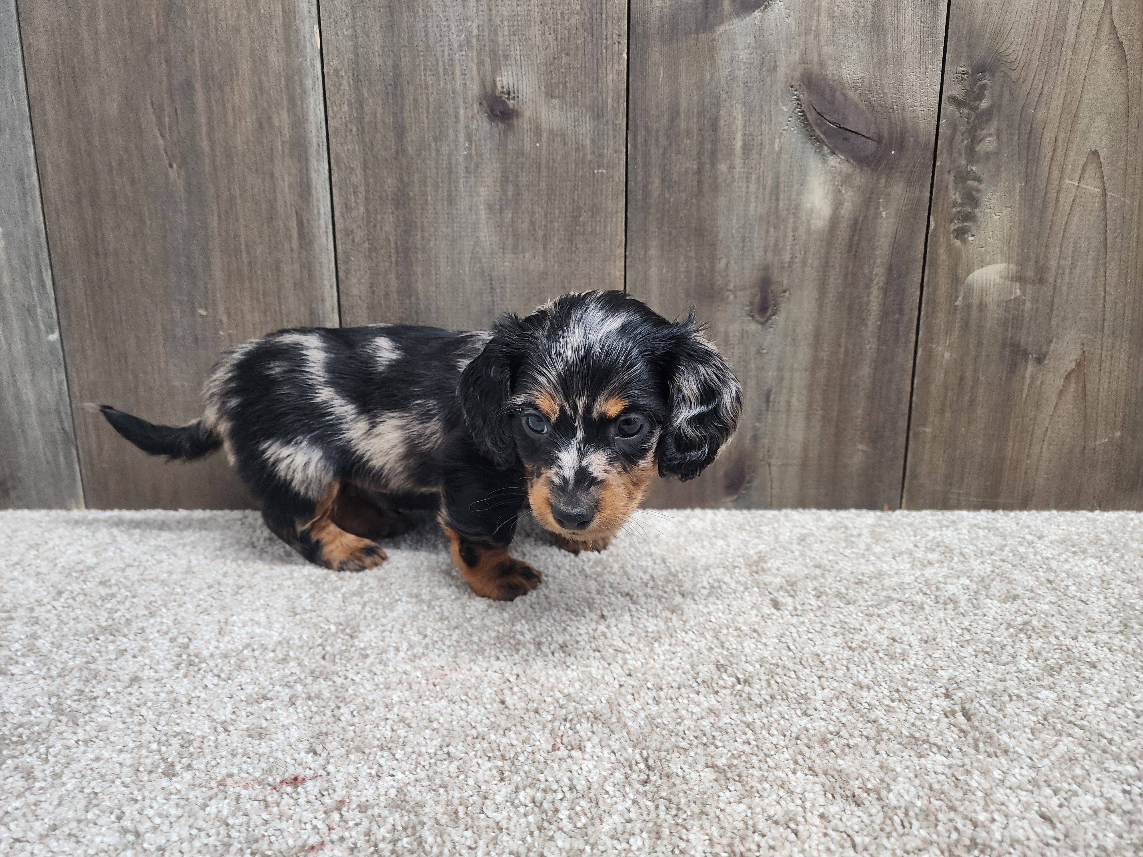 Gunner, a male Miniature Dachshund for sale in Fredericksburg, OH – Photo 6 of 8