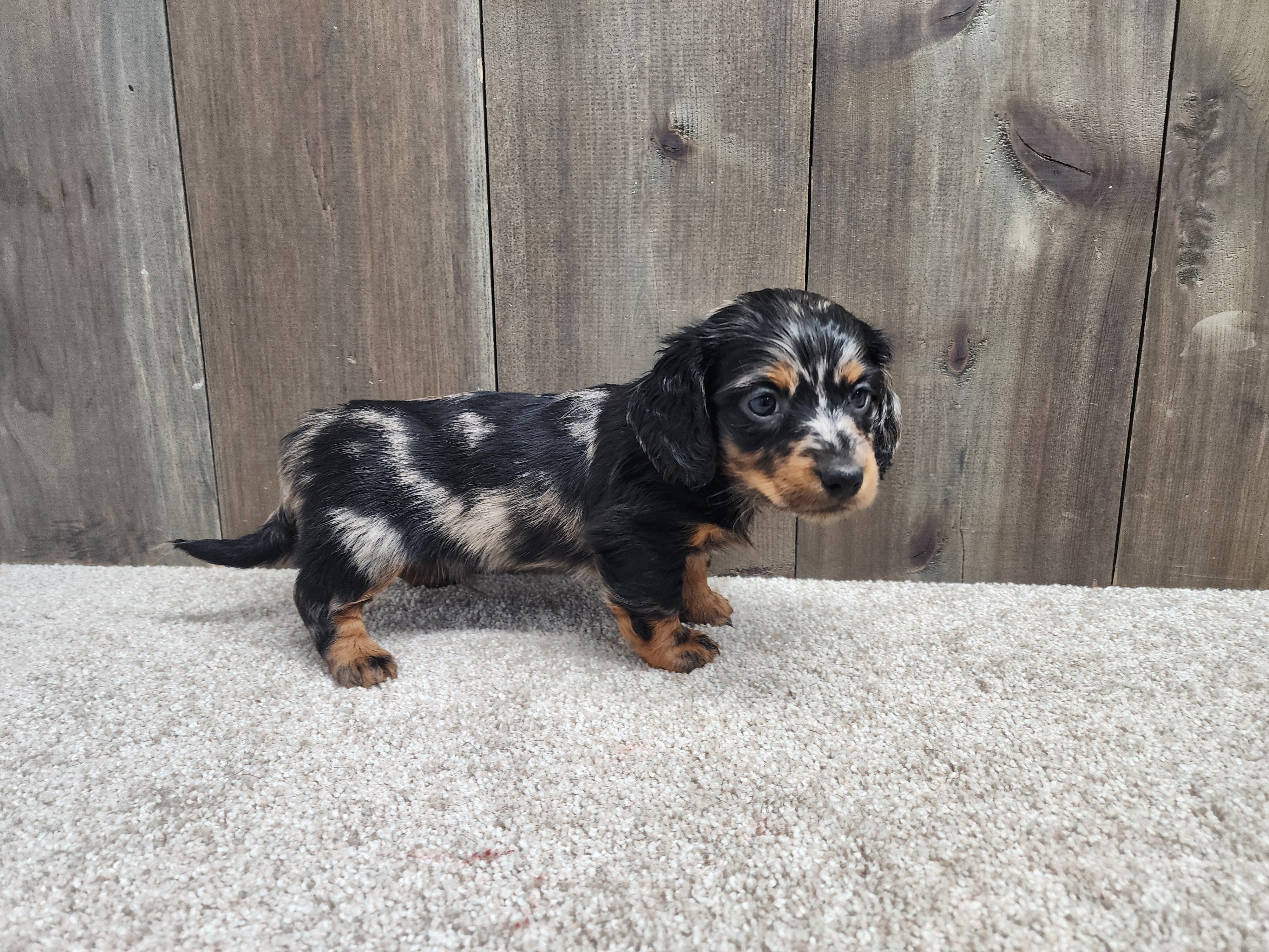 Gunner – Miniature Dachshund puppy for sale in Fredericksburg, OH