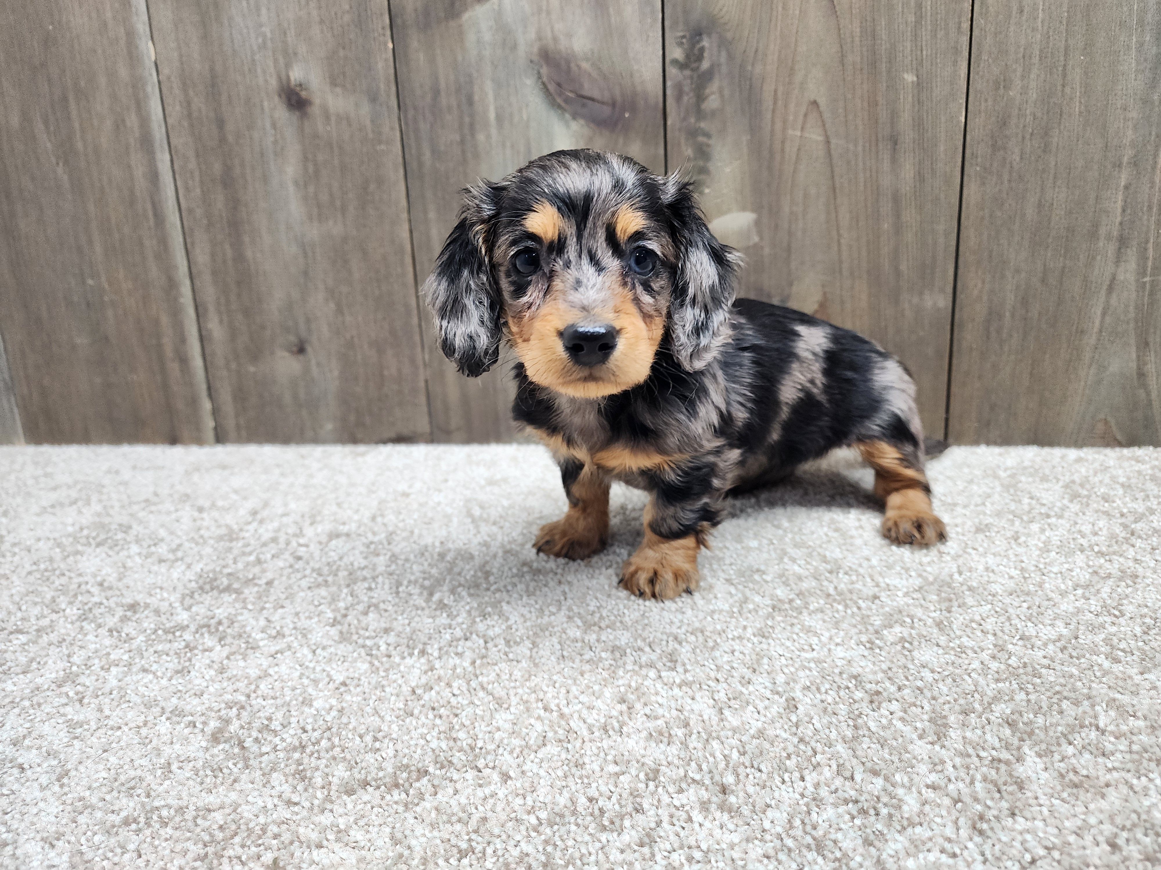 Fiona – Miniature Dachshund puppy for sale in Fredericksburg, OH