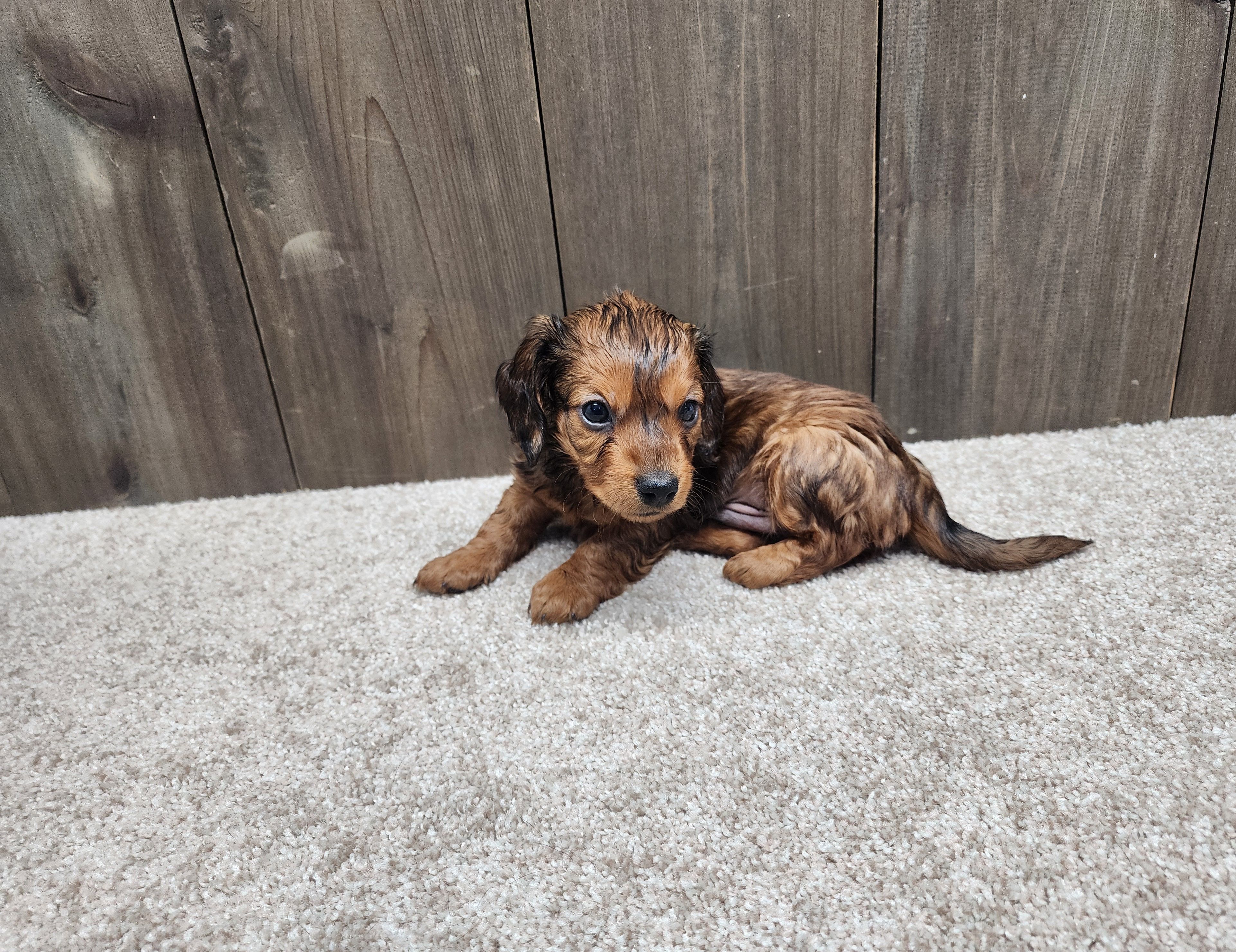 Gus – Miniature Dachshund puppy for sale in Fredericksburg, OH