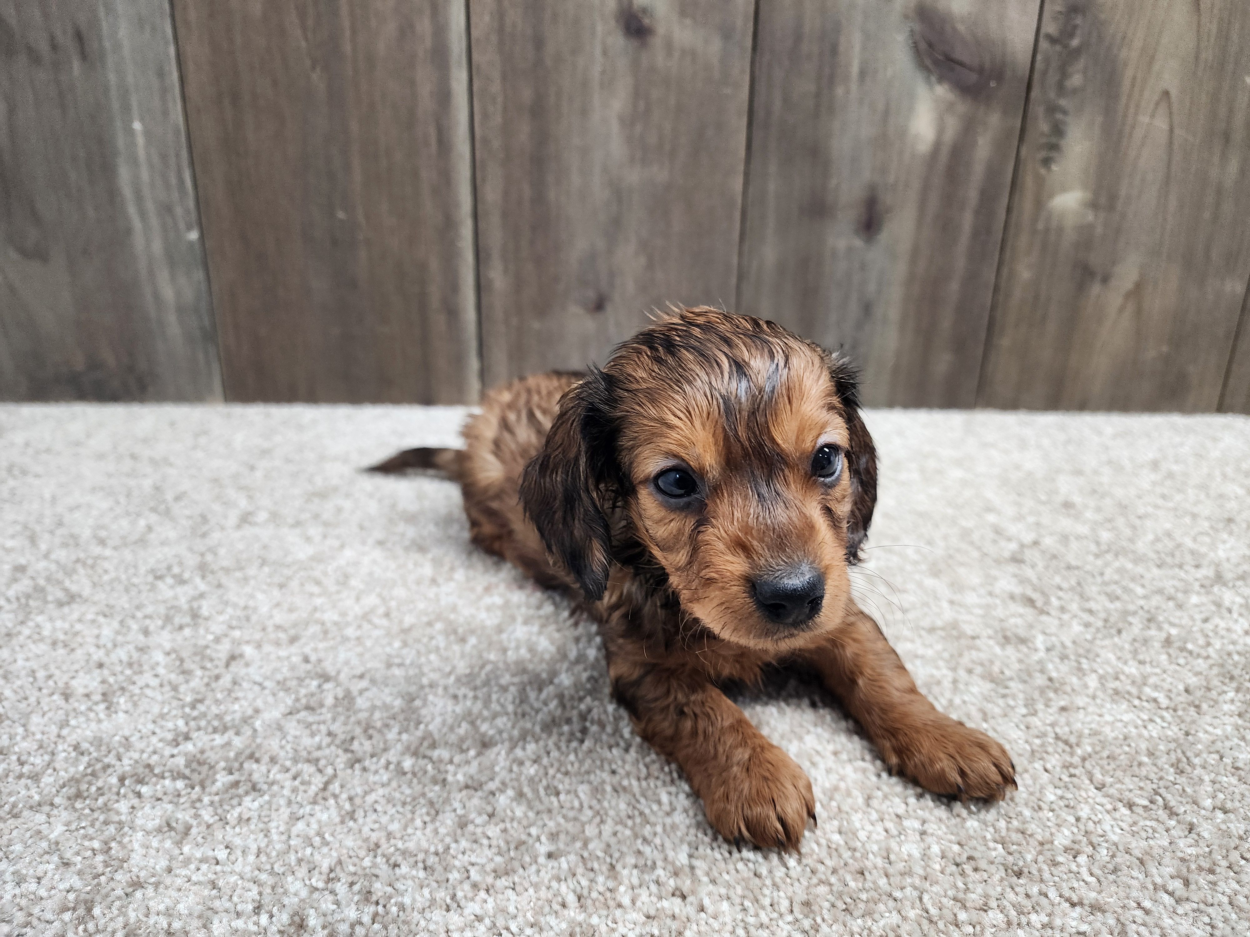 Gus, a male Miniature Dachshund for sale in Fredericksburg, OH – Photo 4 of 7