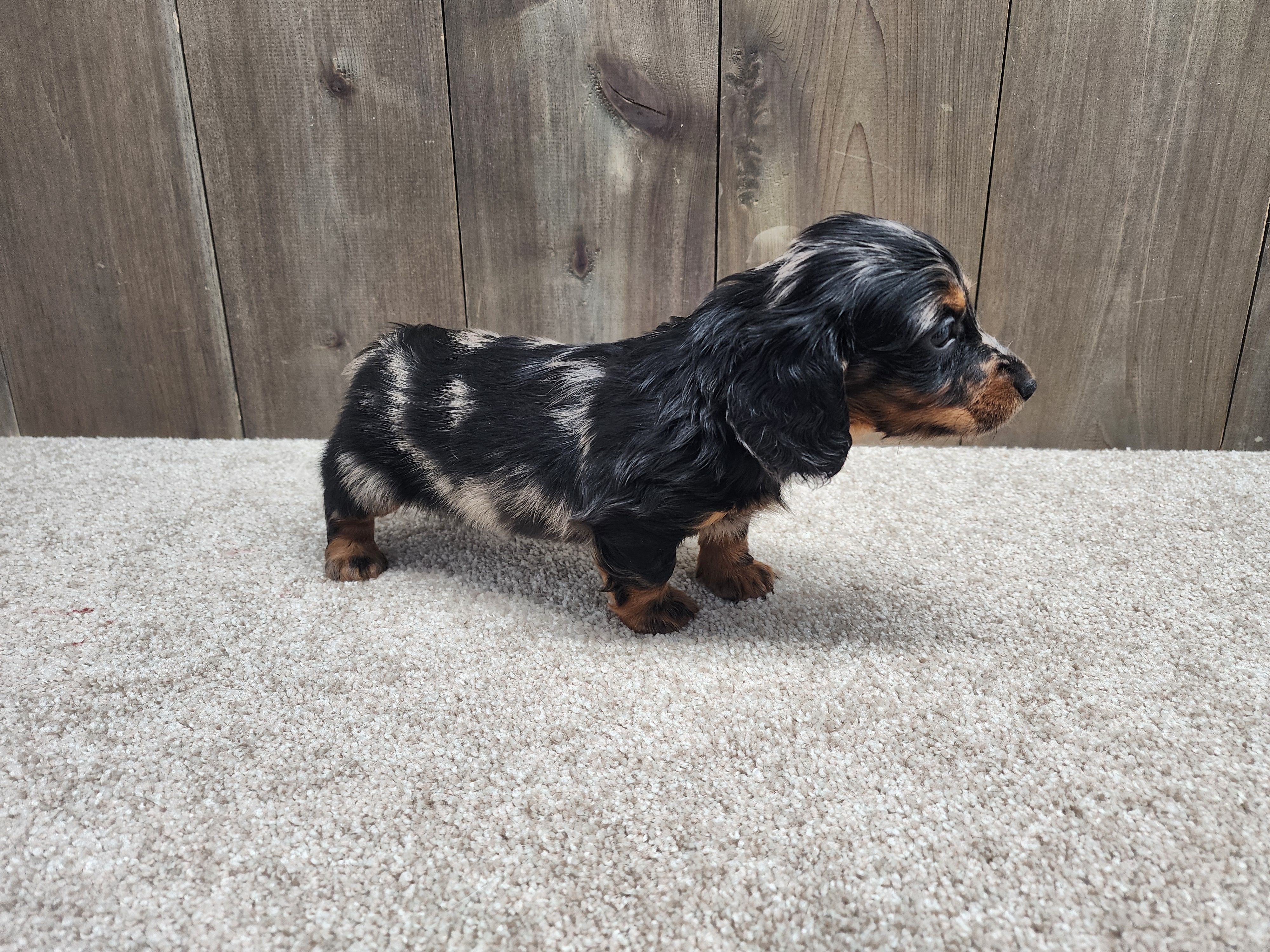 Gunner, a male Miniature Dachshund for sale in Fredericksburg, OH – Photo 5 of 8