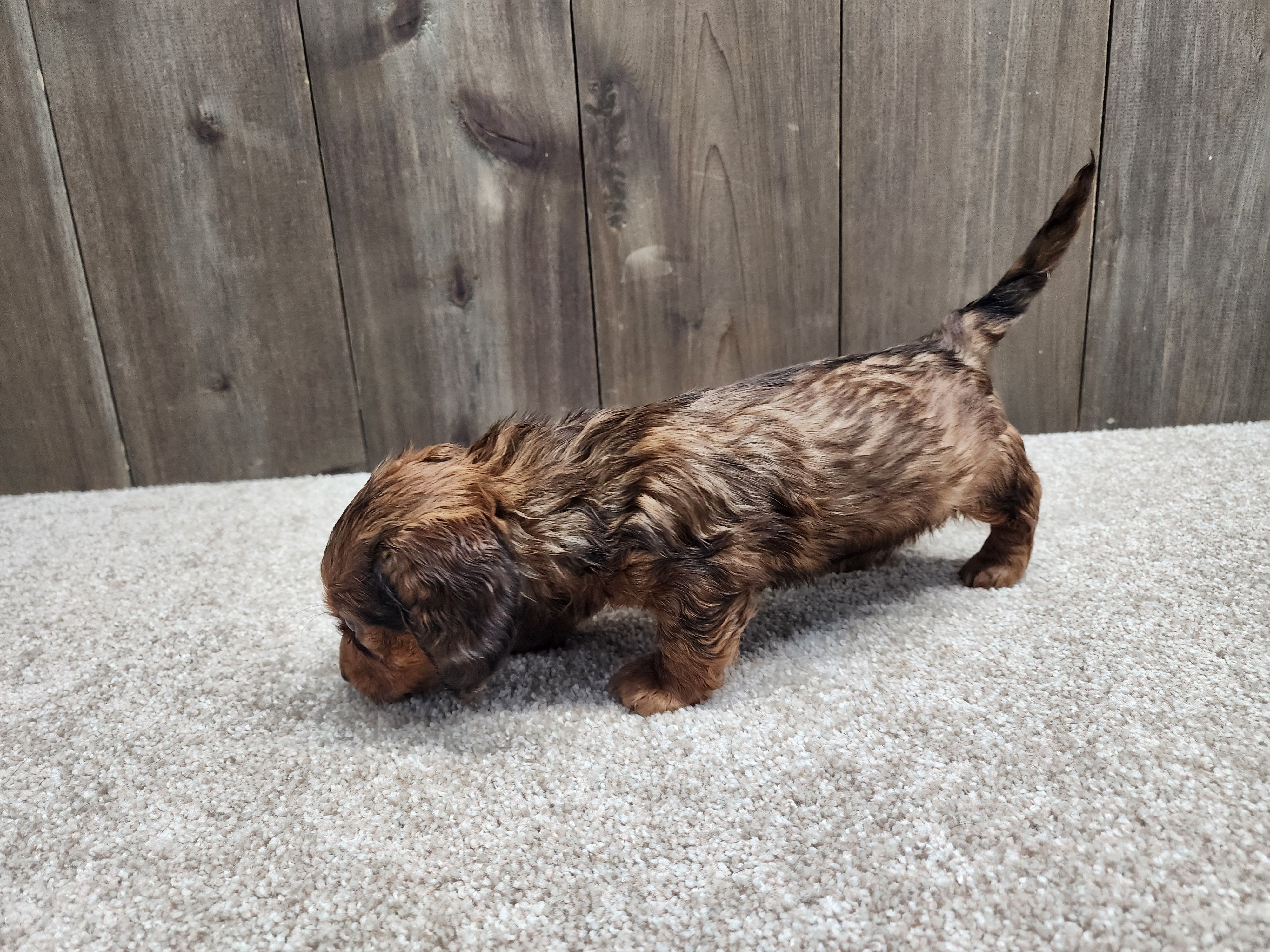 Gus, a male Miniature Dachshund for sale in Fredericksburg, OH – Photo 3 of 7