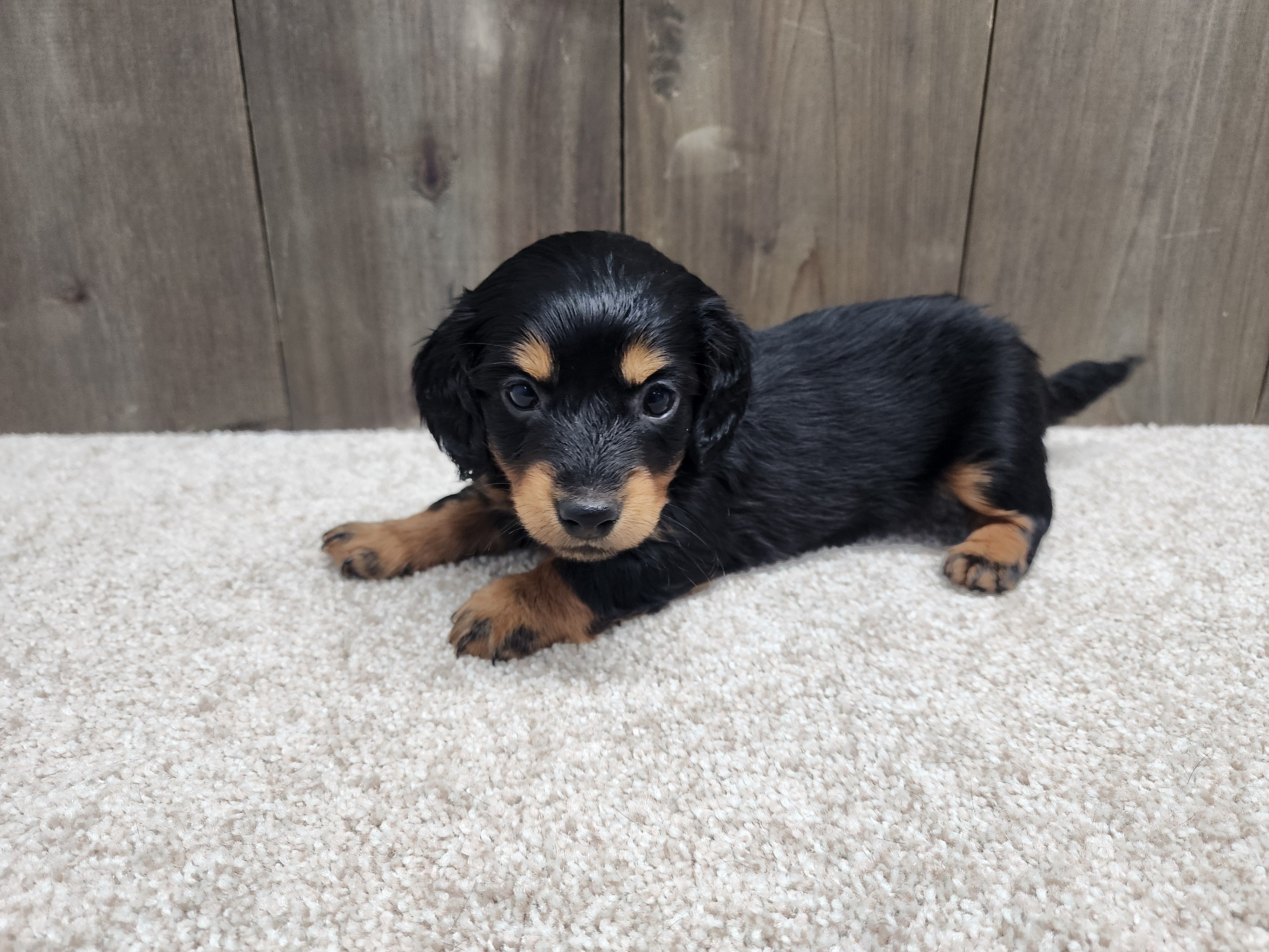 Griffin – Miniature Dachshund puppy for sale in Fredericksburg, OH