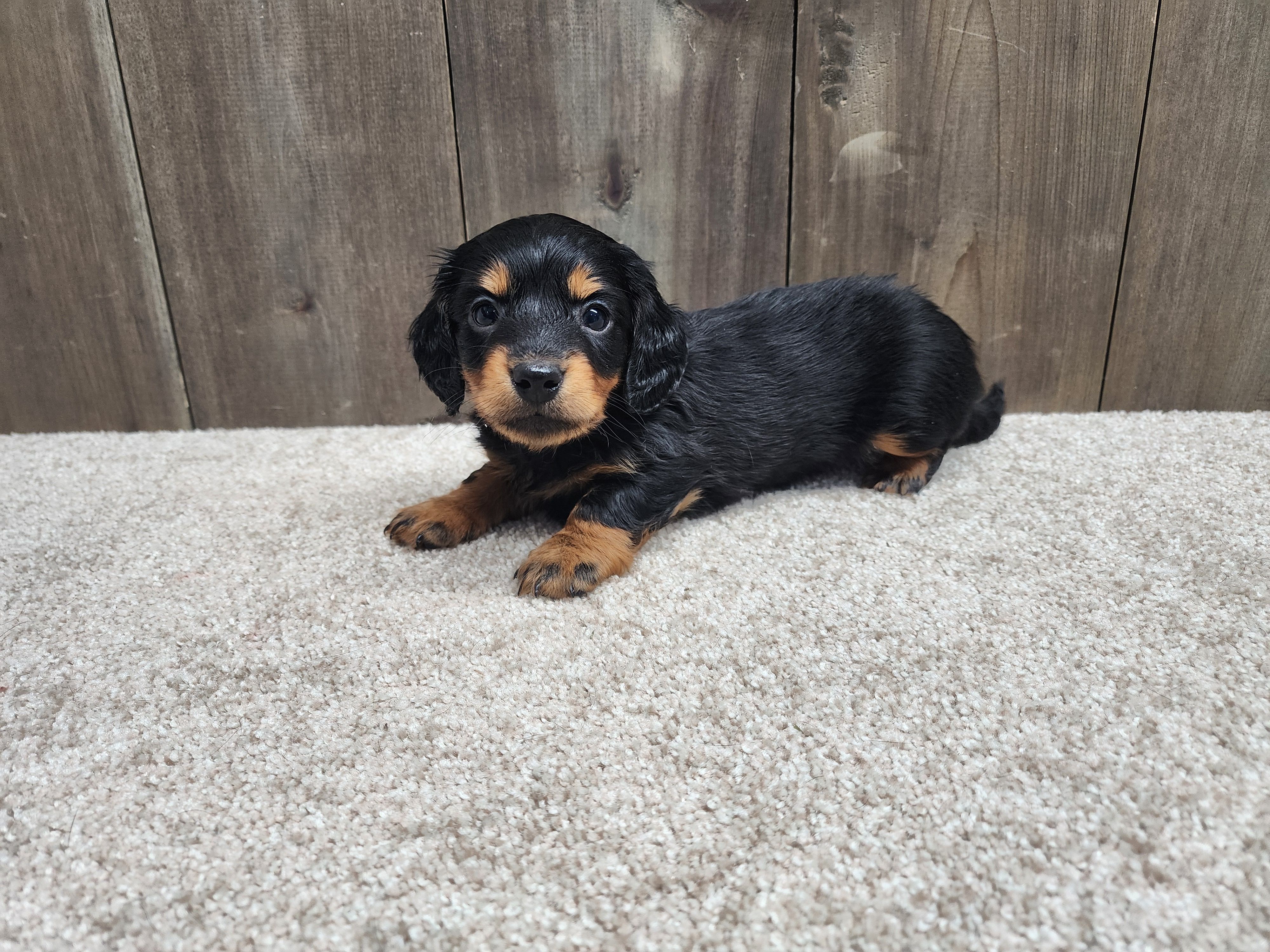 Griffin, a male Miniature Dachshund for sale in Fredericksburg, OH – Photo 5 of 8