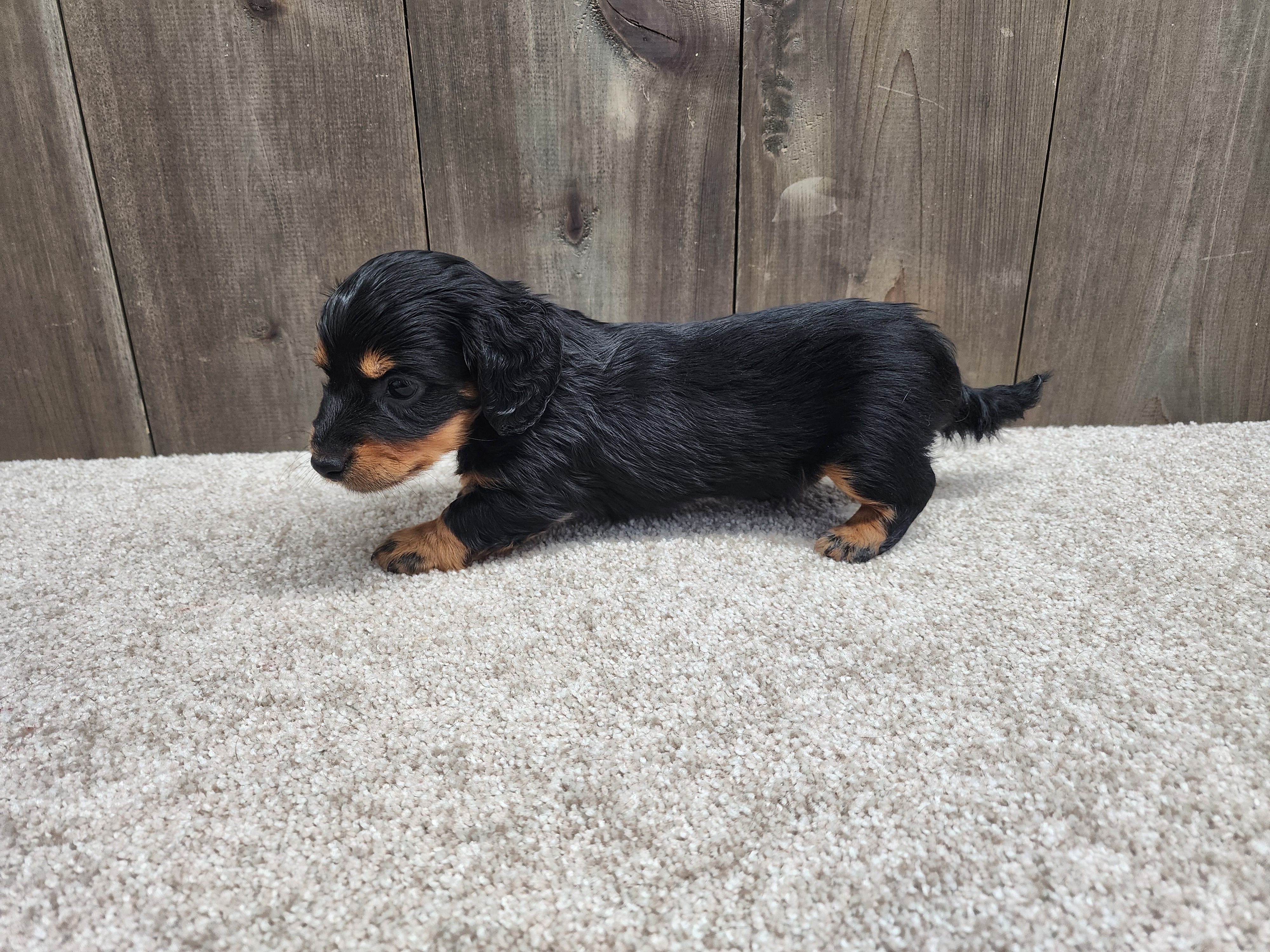 Griffin, a male Miniature Dachshund for sale in Fredericksburg, OH – Photo 2 of 8