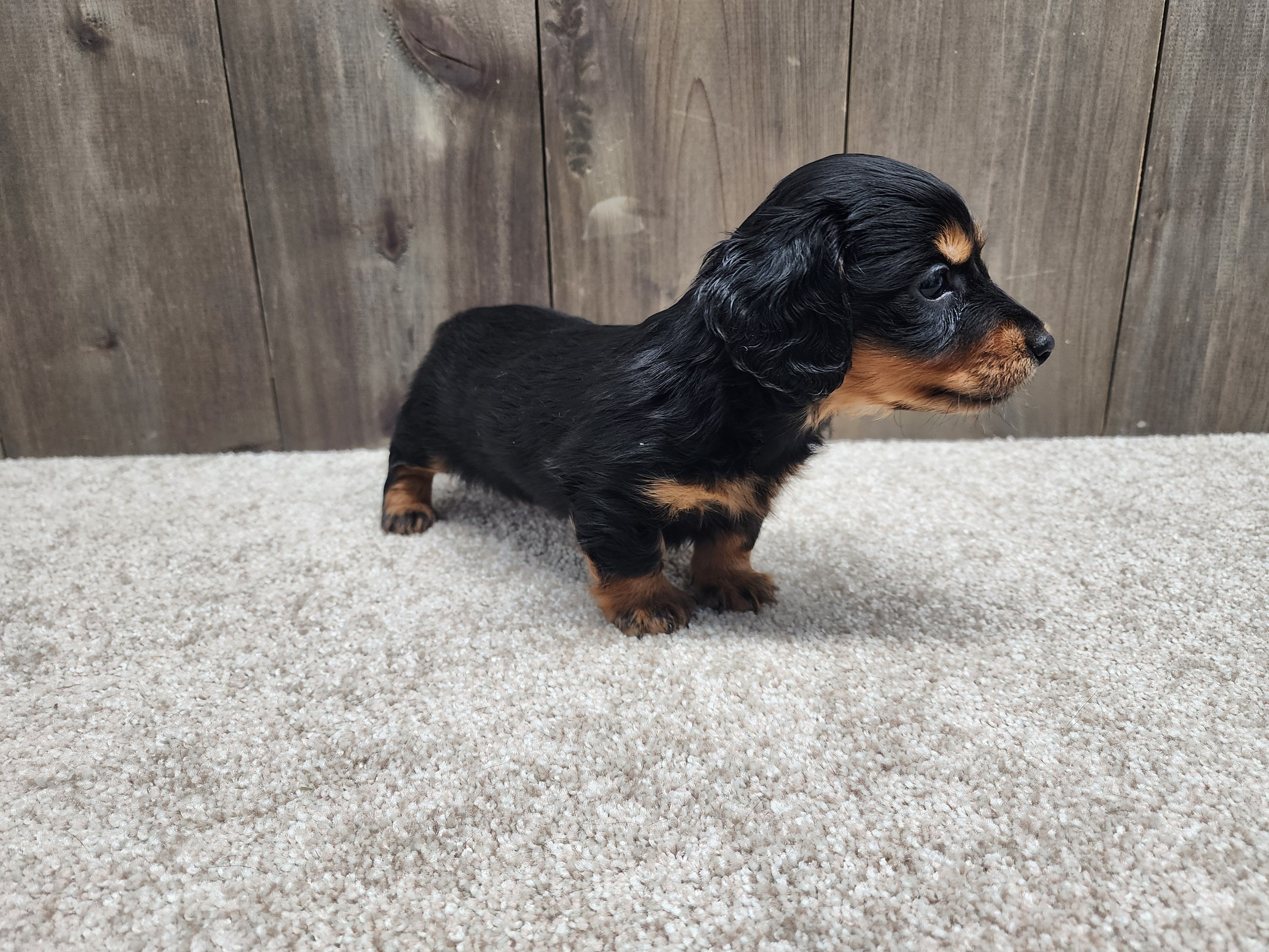 Griffin, a male Miniature Dachshund for sale in Fredericksburg, OH – Photo 3 of 8