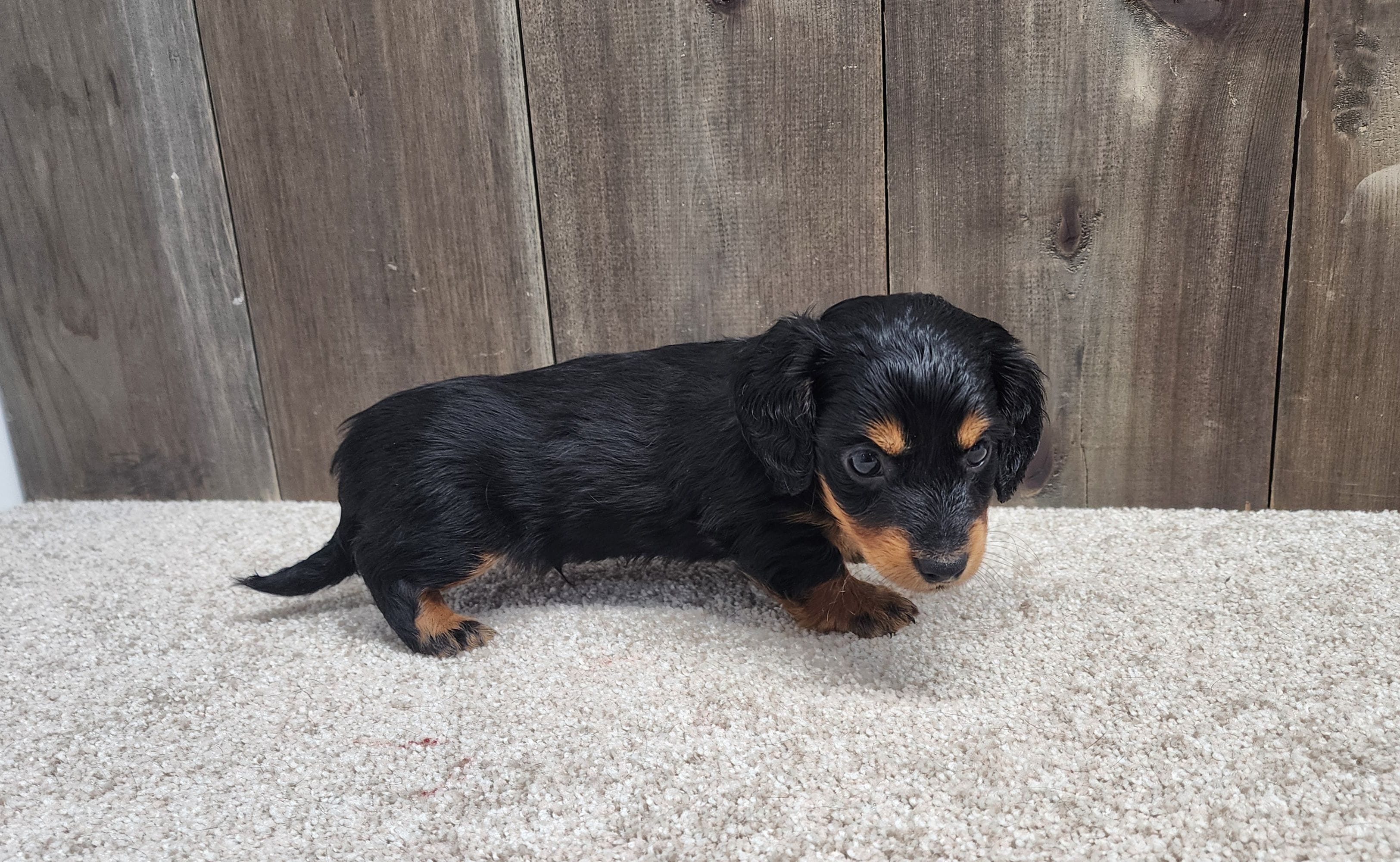 Griffin, a male Miniature Dachshund for sale in Fredericksburg, OH – Photo 6 of 8