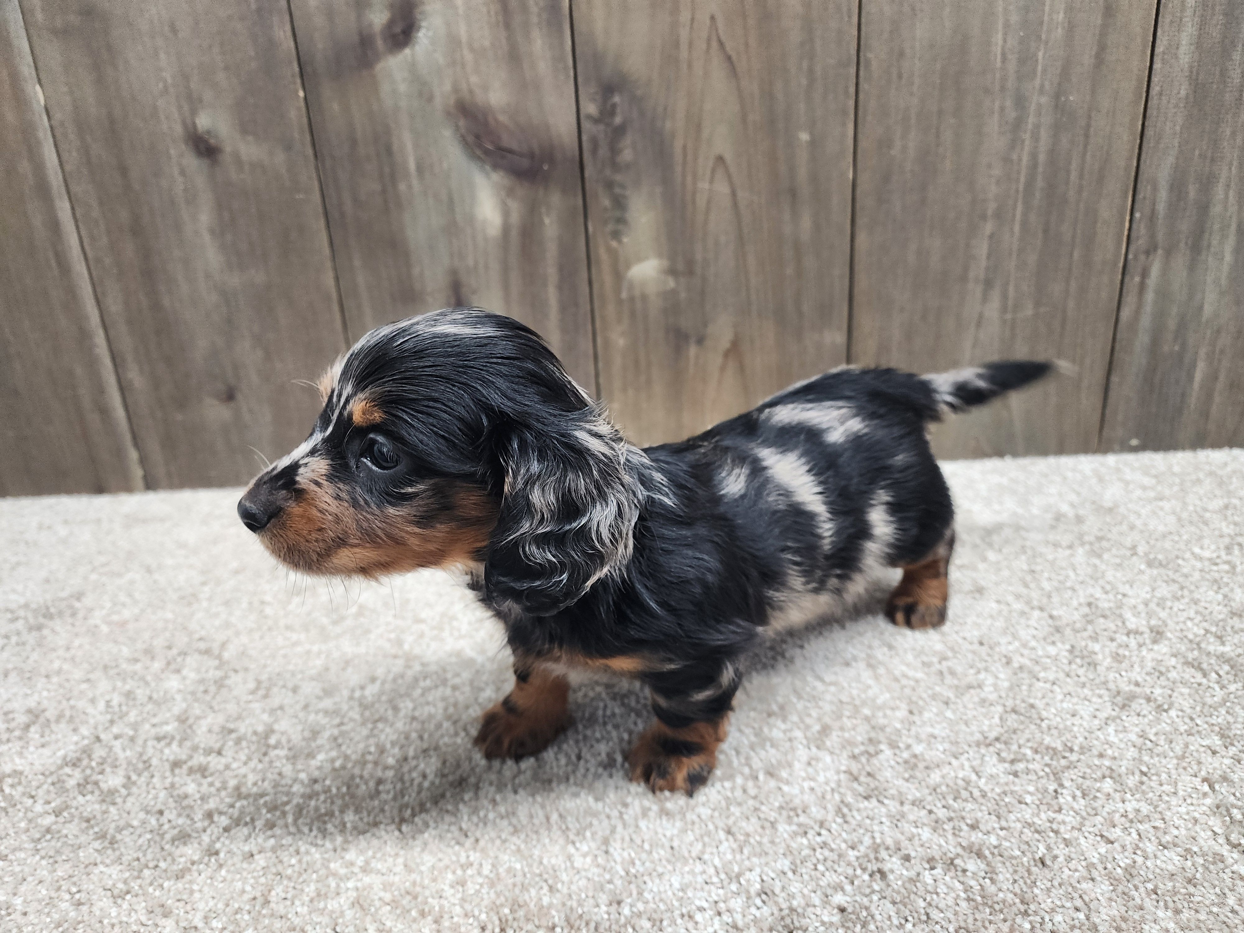 Gunner, a male Miniature Dachshund for sale in Fredericksburg, OH – Photo 3 of 8