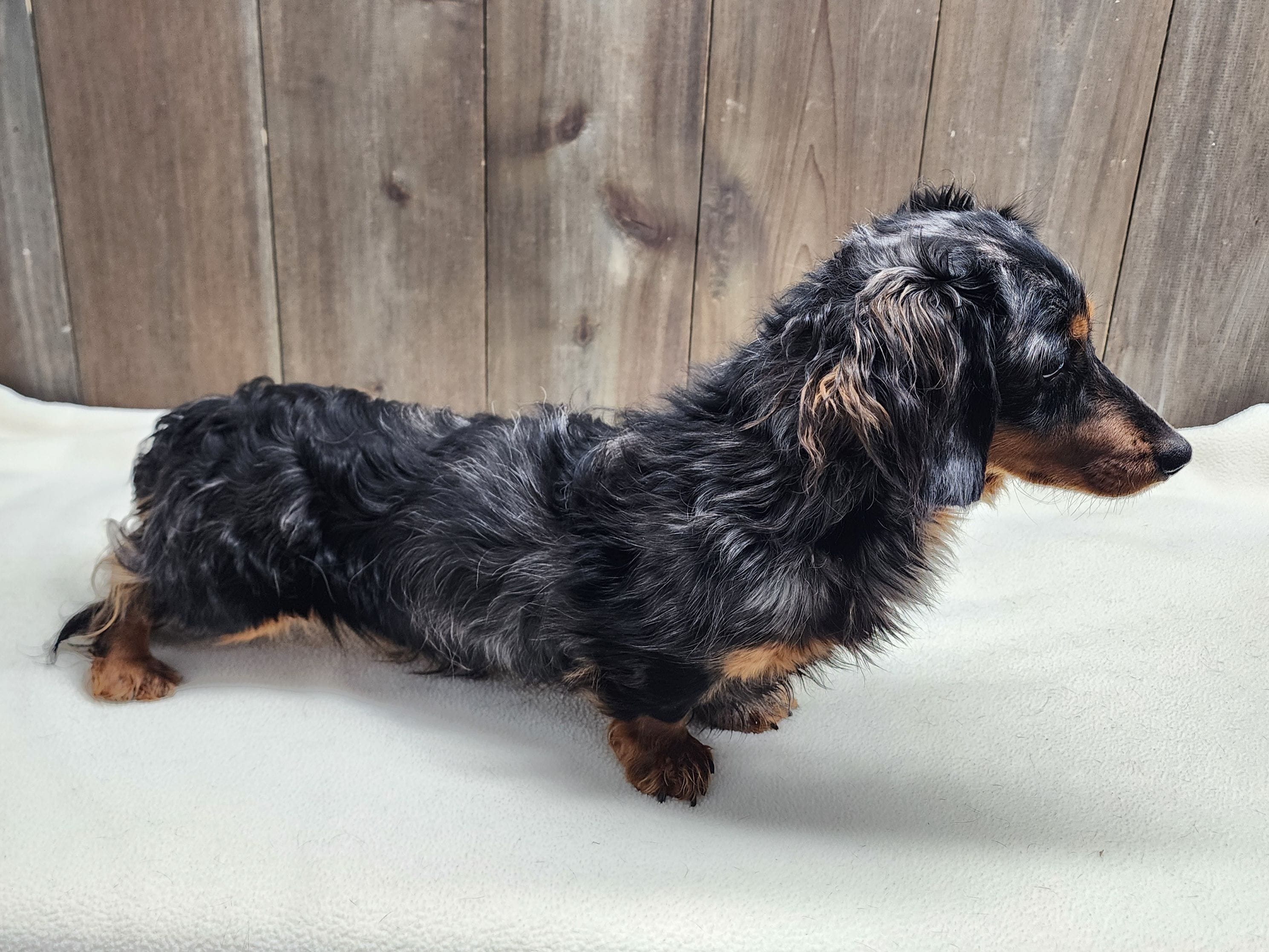 Gunner, a male Miniature Dachshund for sale in Fredericksburg, OH – Photo 8 of 8