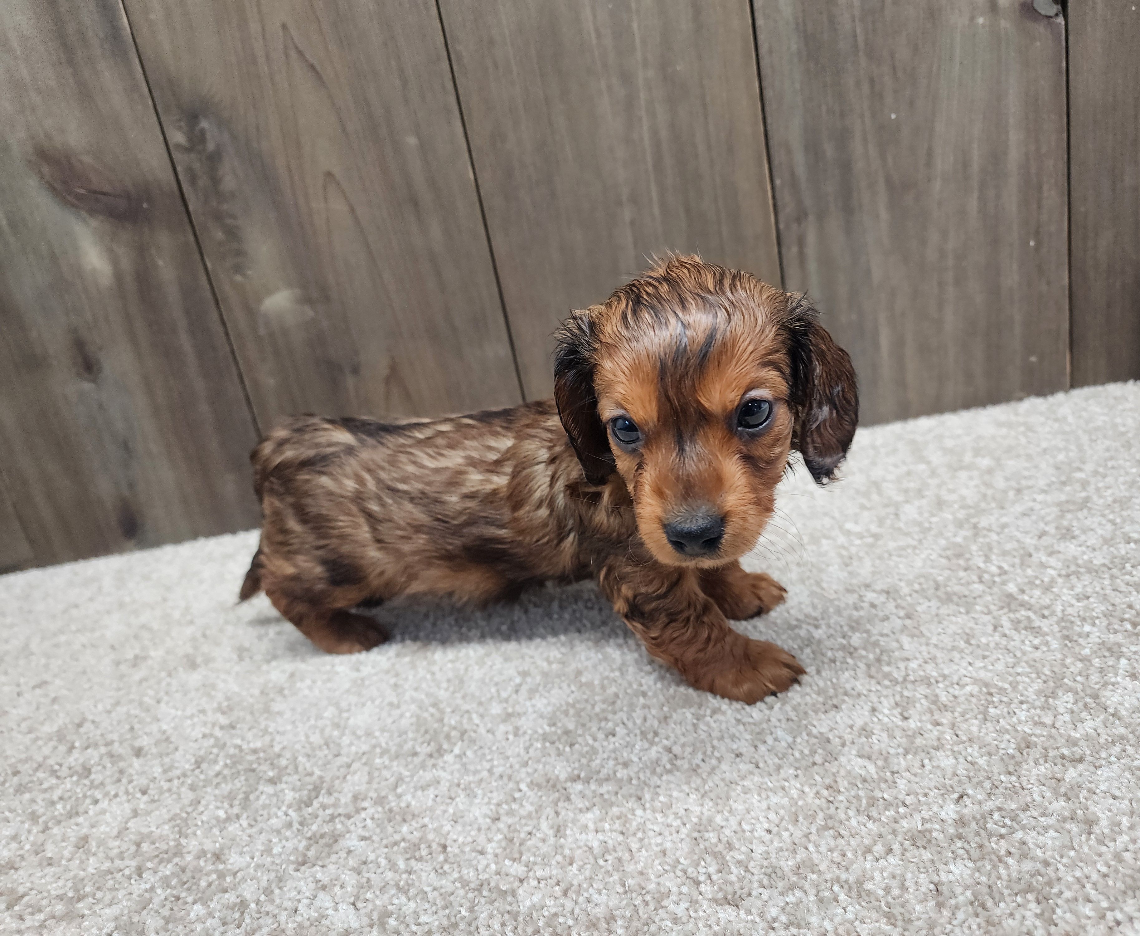 Gus, a male Miniature Dachshund for sale in Fredericksburg, OH – Photo 5 of 7