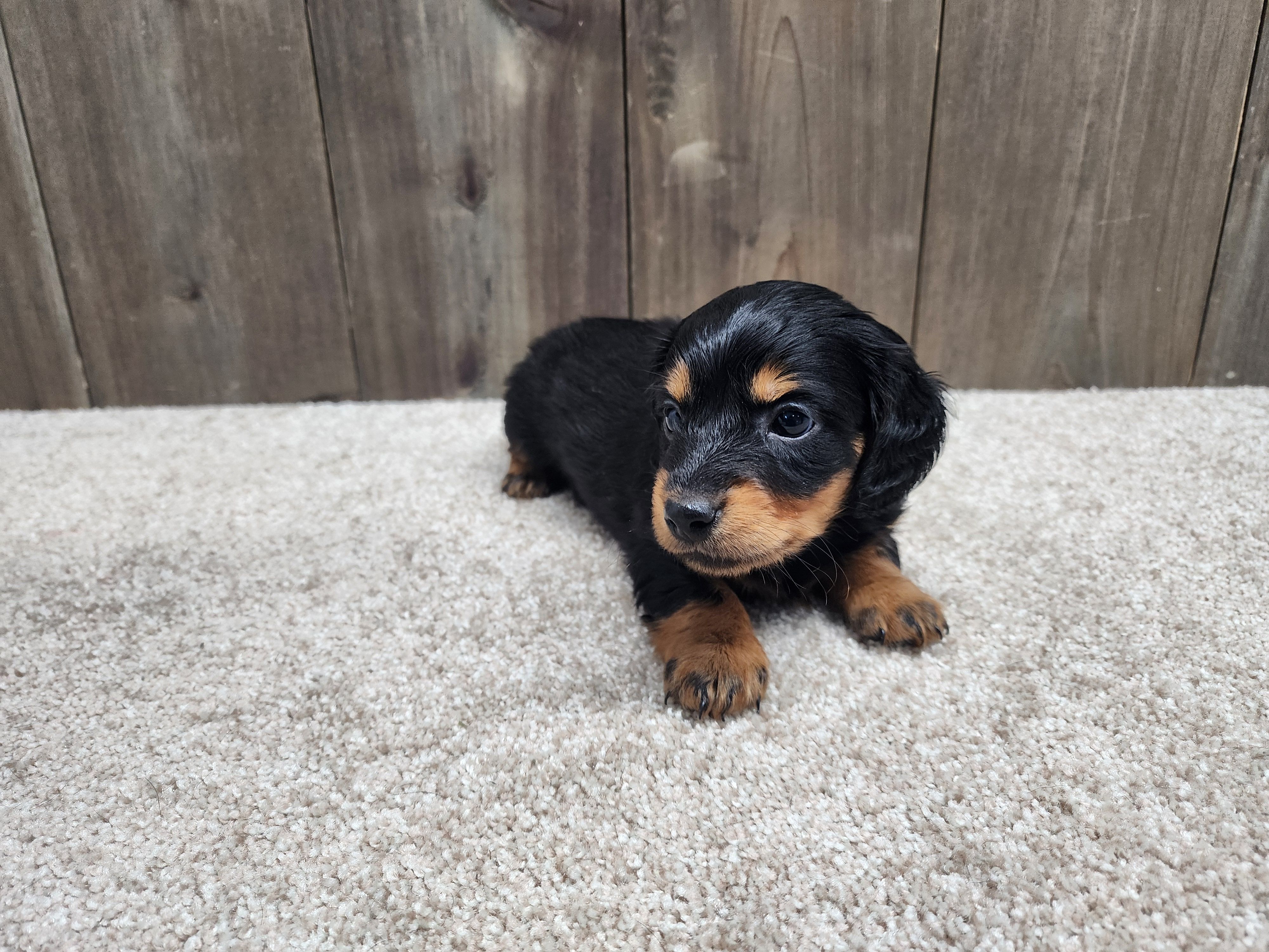 Griffin, a male Miniature Dachshund for sale in Fredericksburg, OH – Photo 4 of 8