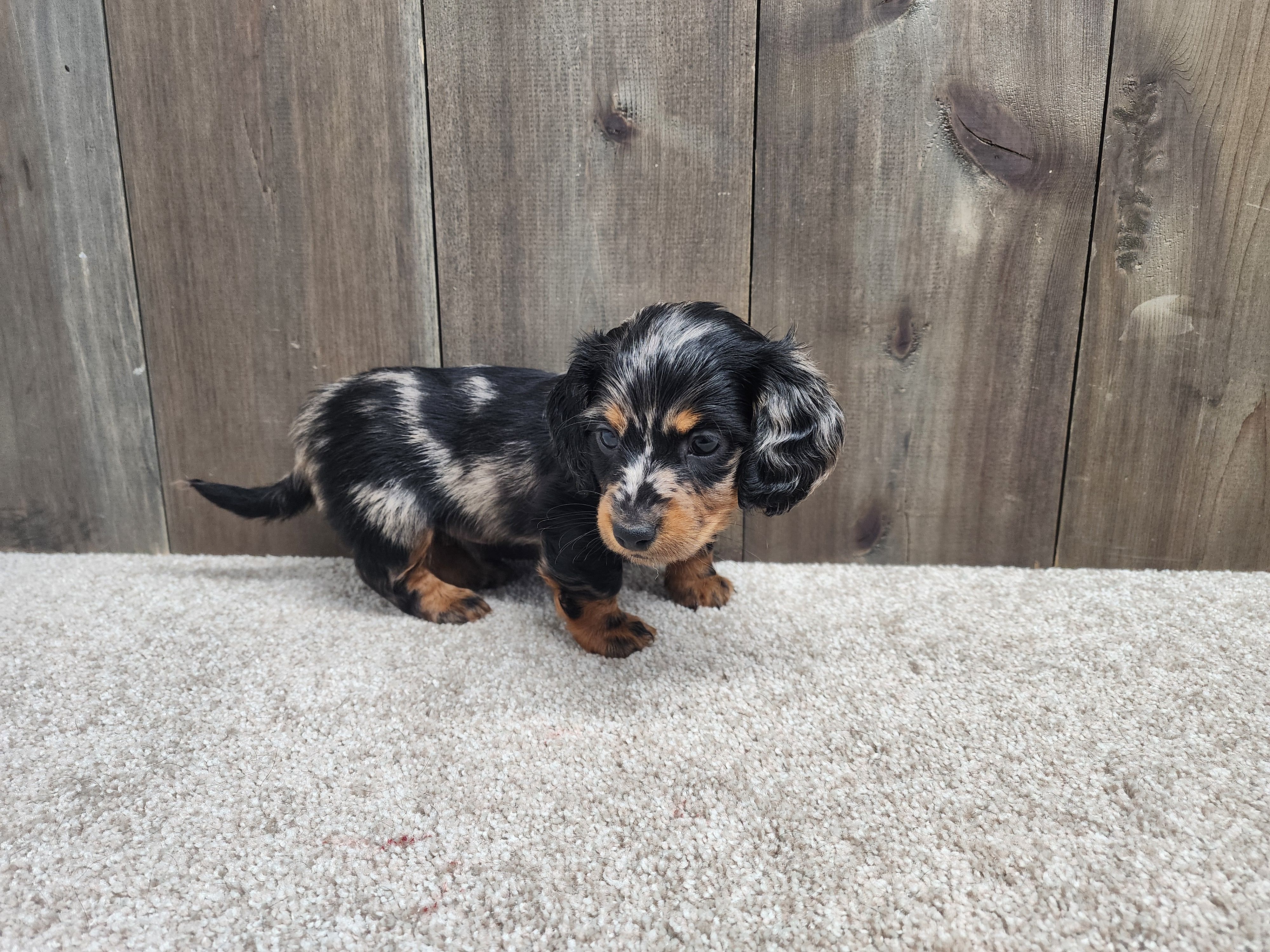 Gunner, a male Miniature Dachshund for sale in Fredericksburg, OH – Photo 2 of 8