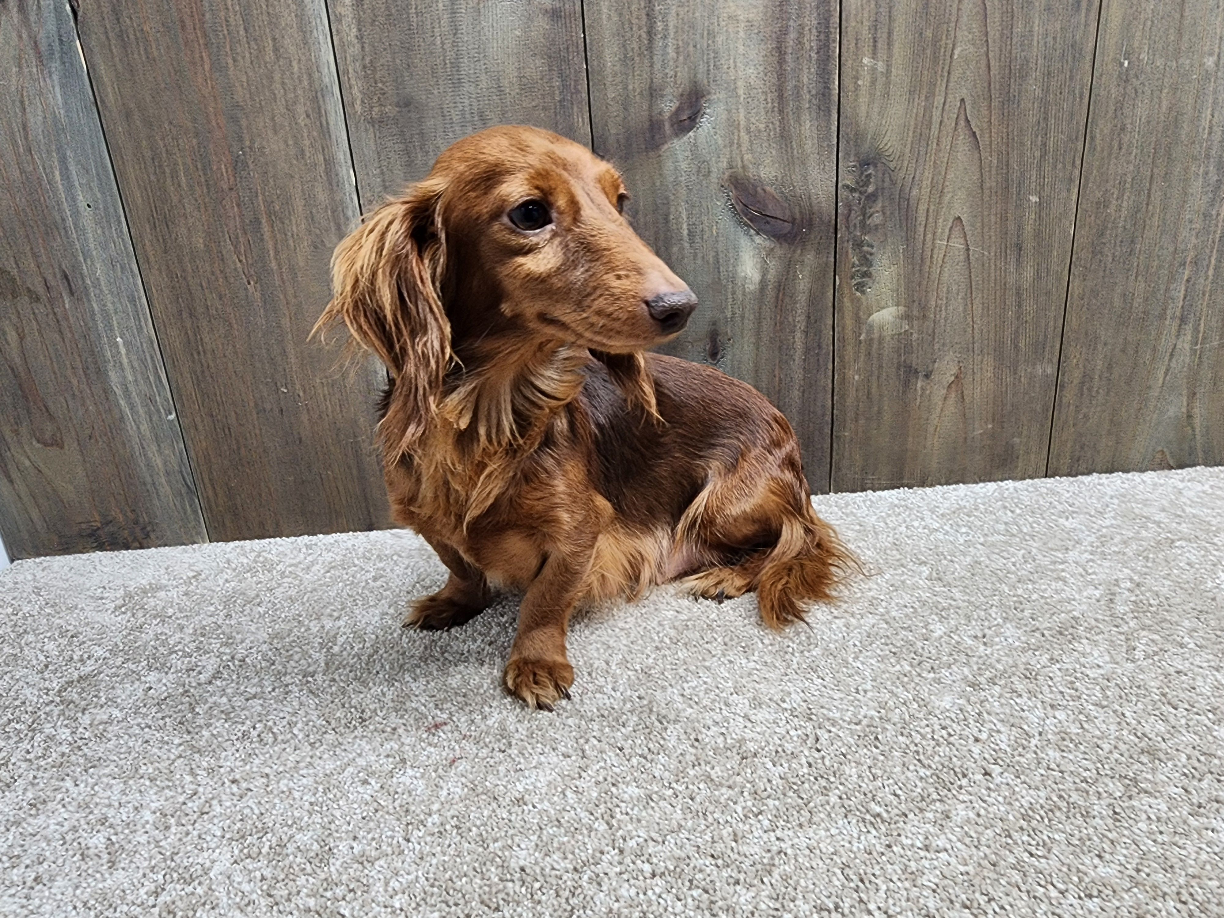 Gunner, a male Miniature Dachshund for sale in Fredericksburg, OH – Photo 7 of 8
