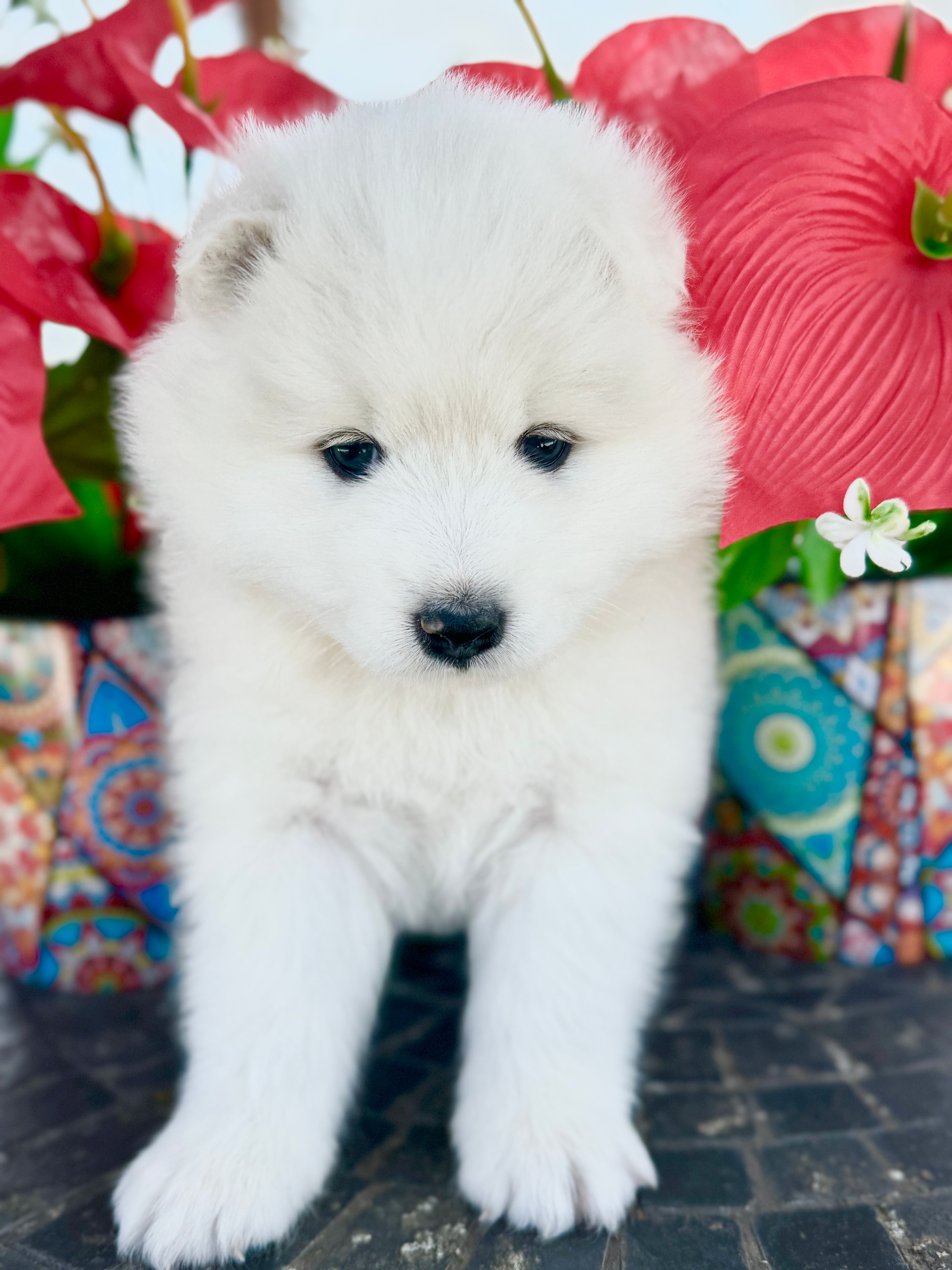 Ivory Girl – Samoyed puppy for sale in Rising Sun, IN