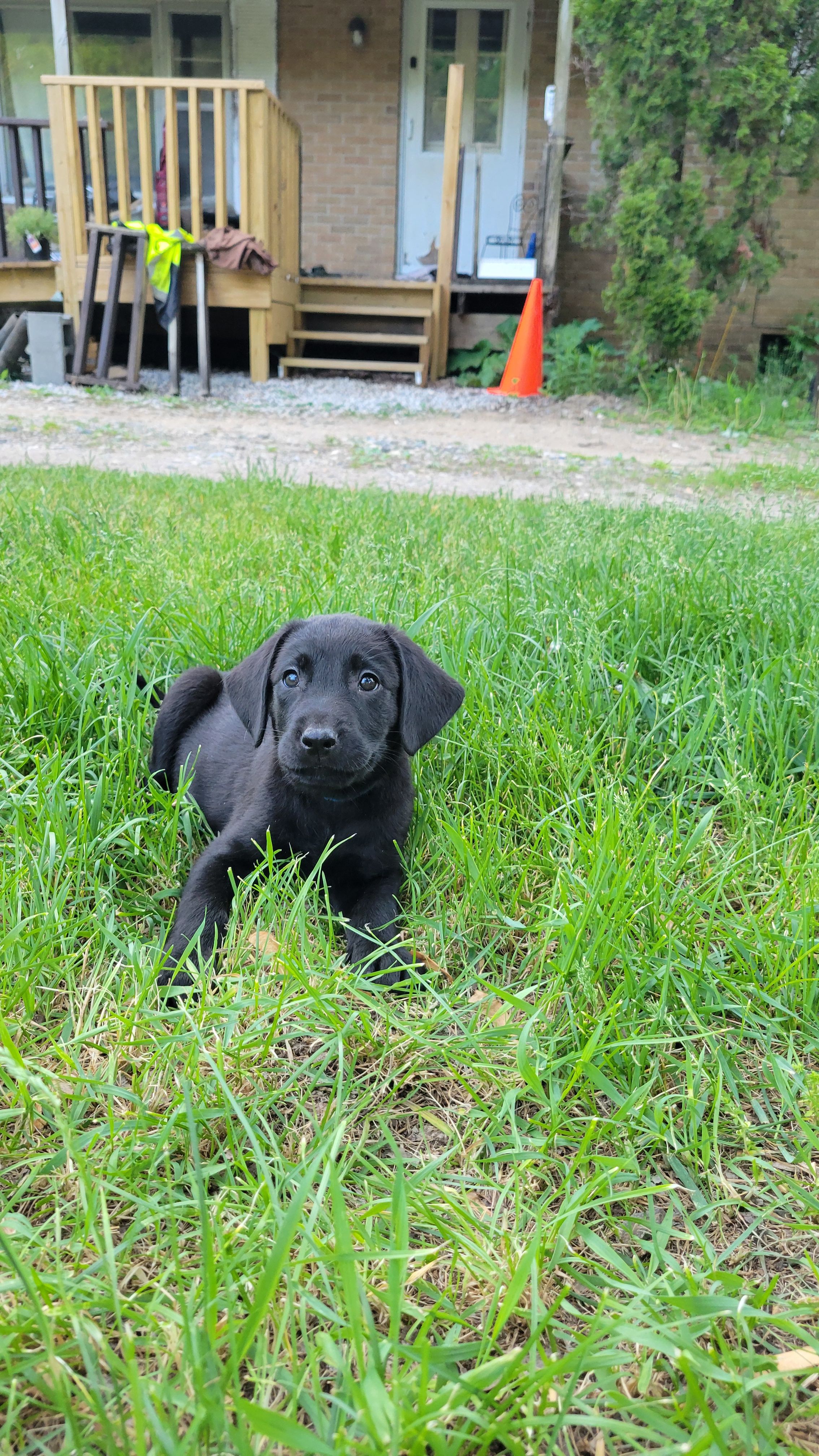 Blue – Labrador Retriever puppy for sale in Howell, MI