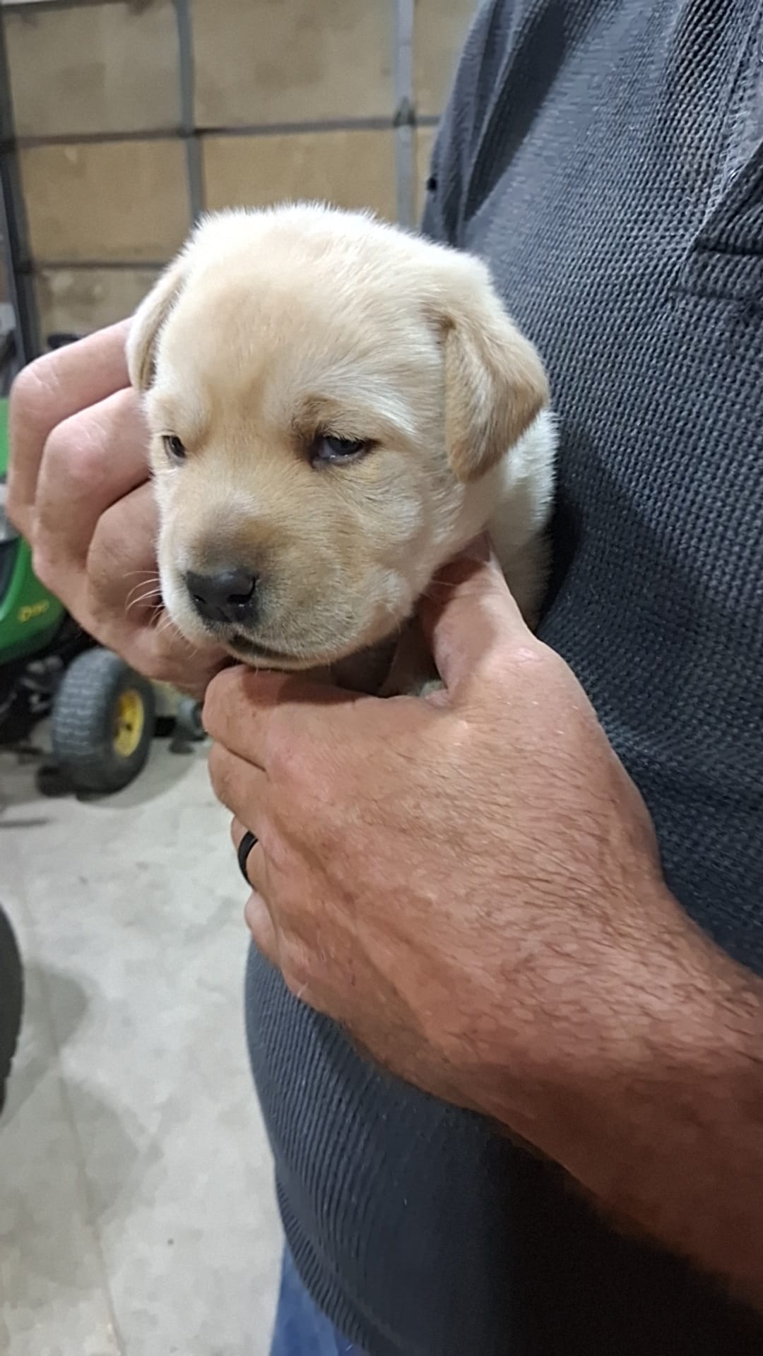 AKC YELLOW MALE  – Labrador Retriever puppy for sale in Grand River, IA