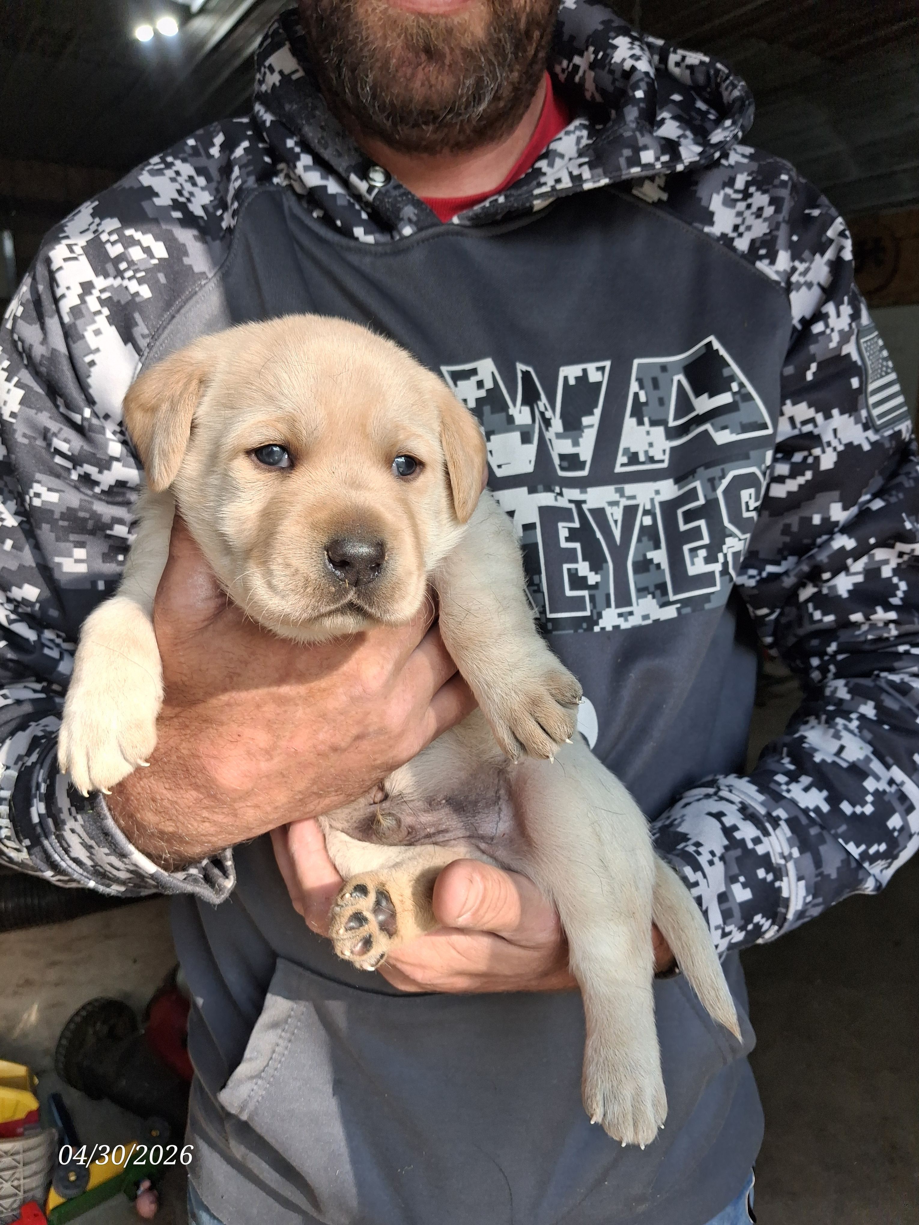 AKC YELLOW MALE  – Labrador Retriever puppy for sale in Grand River, IA