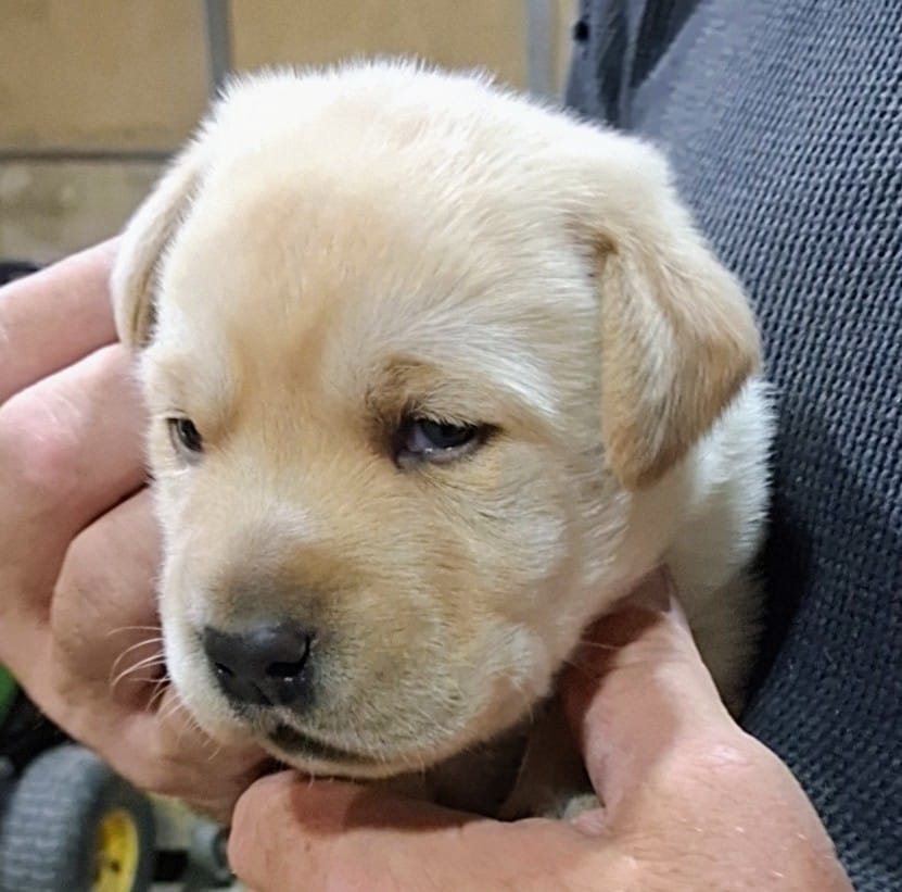 AKC YELLOW MALE  – Labrador Retriever puppy for sale in Grand River, IA