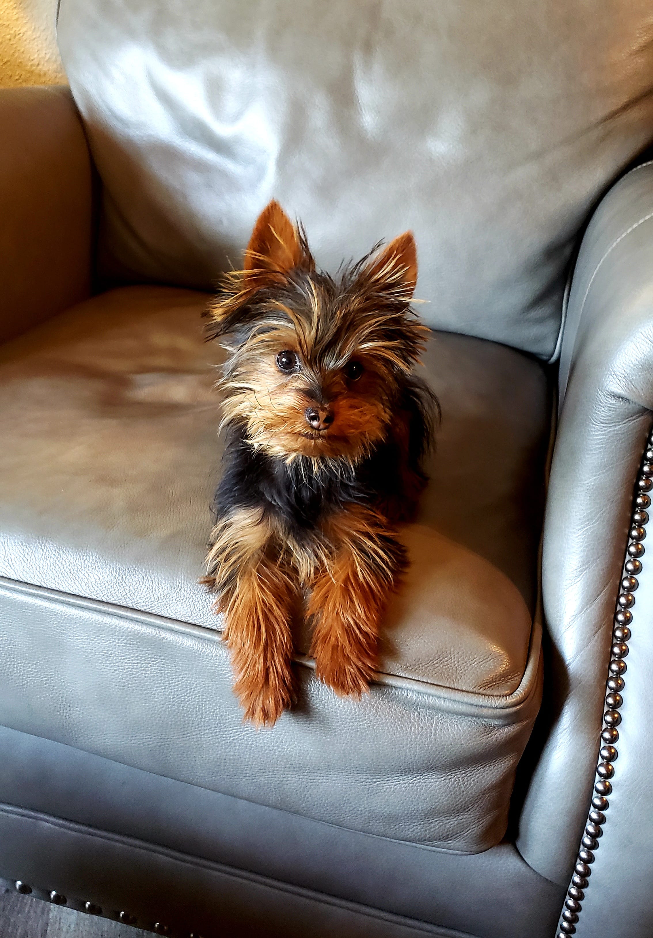 TAZ – Yorkshire Terrier puppy for sale in West Plains, MO