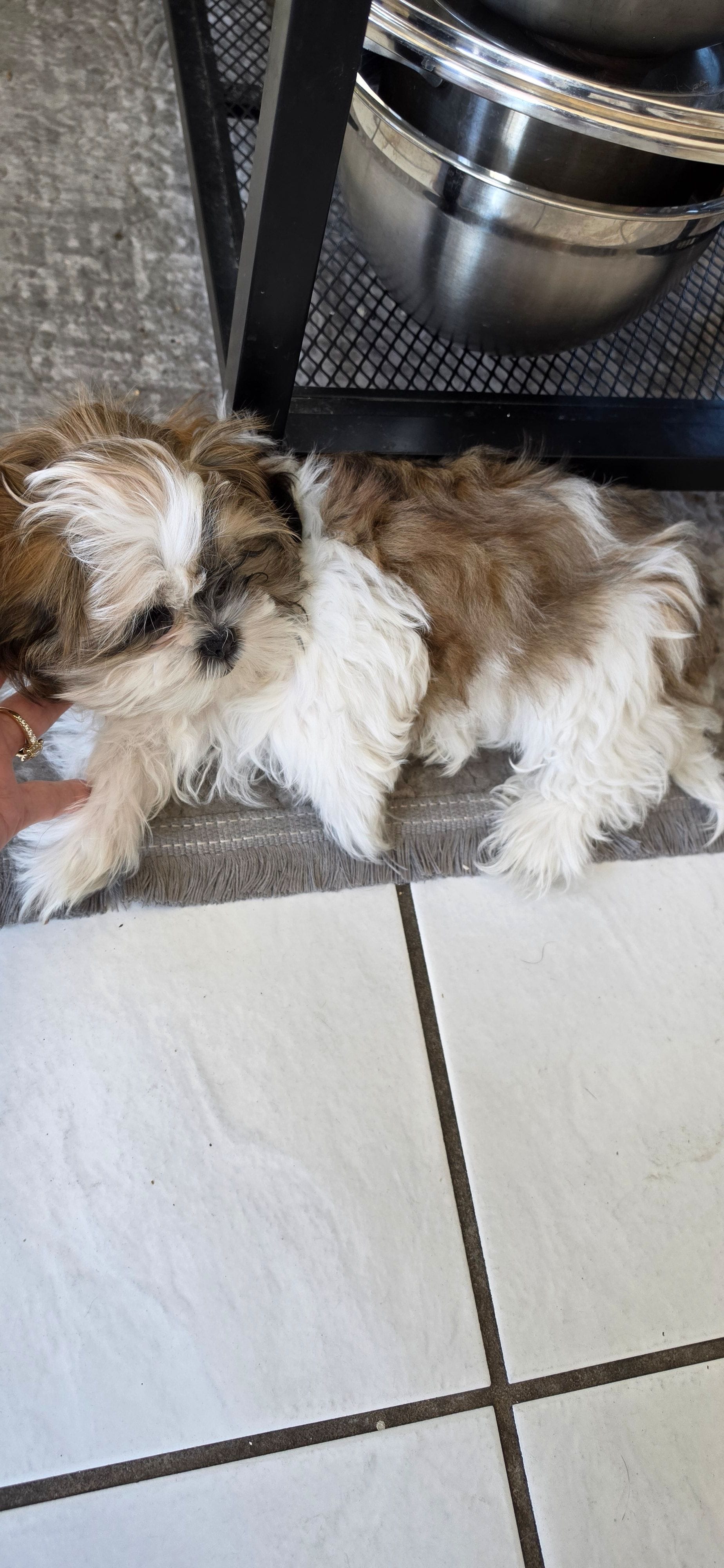 Daisy, a female Shih Tzu for sale in Riverside, CA – Photo 4 of 4