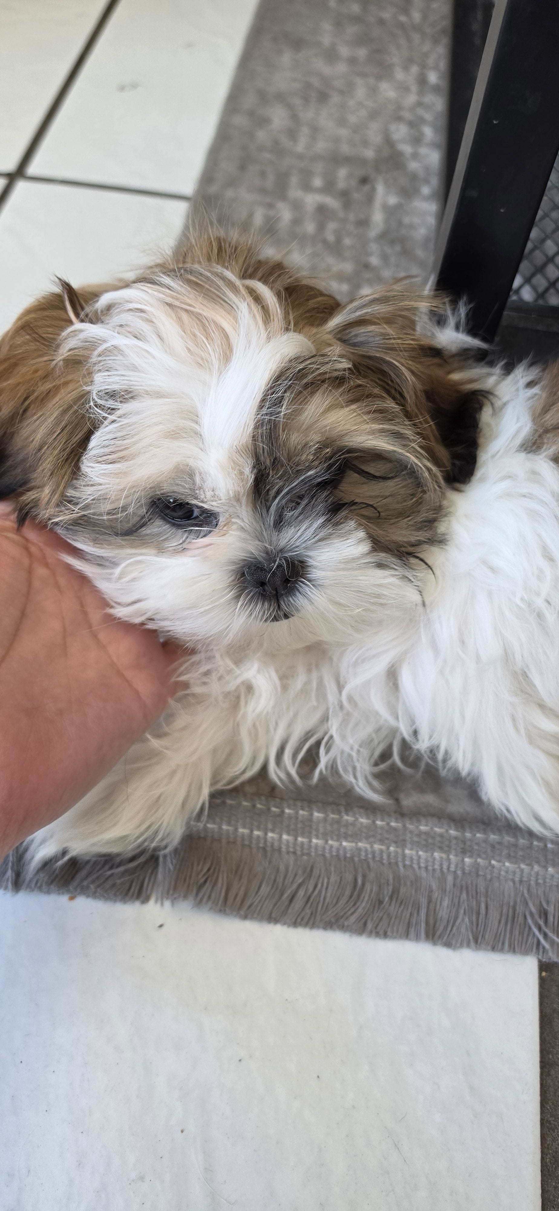 Daisy, a female Shih Tzu for sale in Riverside, CA – Photo 3 of 4