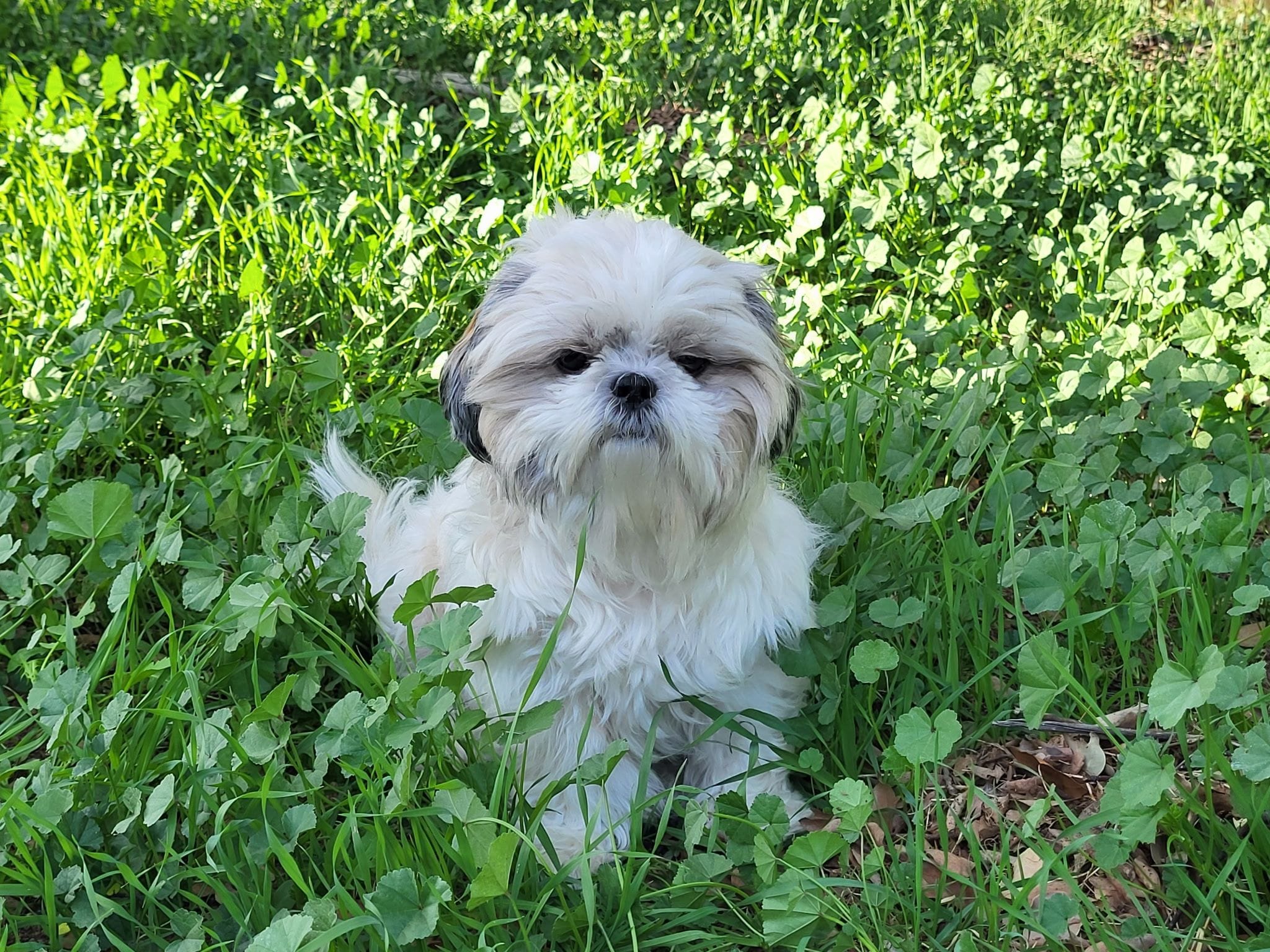 Bella, a female Shih Tzu for sale in Riverside, CA – Photo 3 of 4