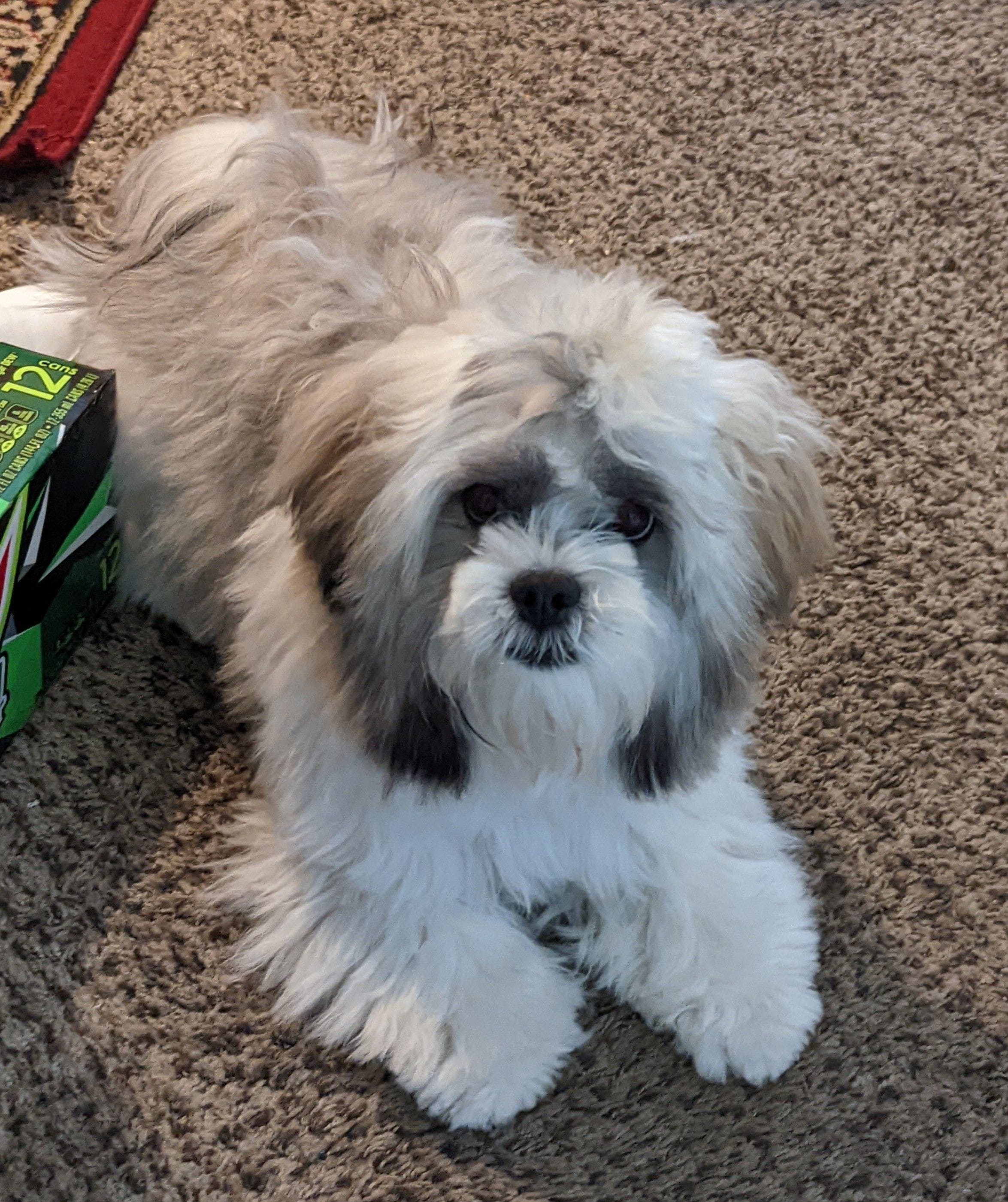 Bella, a female Shih Tzu for sale in Riverside, CA – Photo 4 of 4