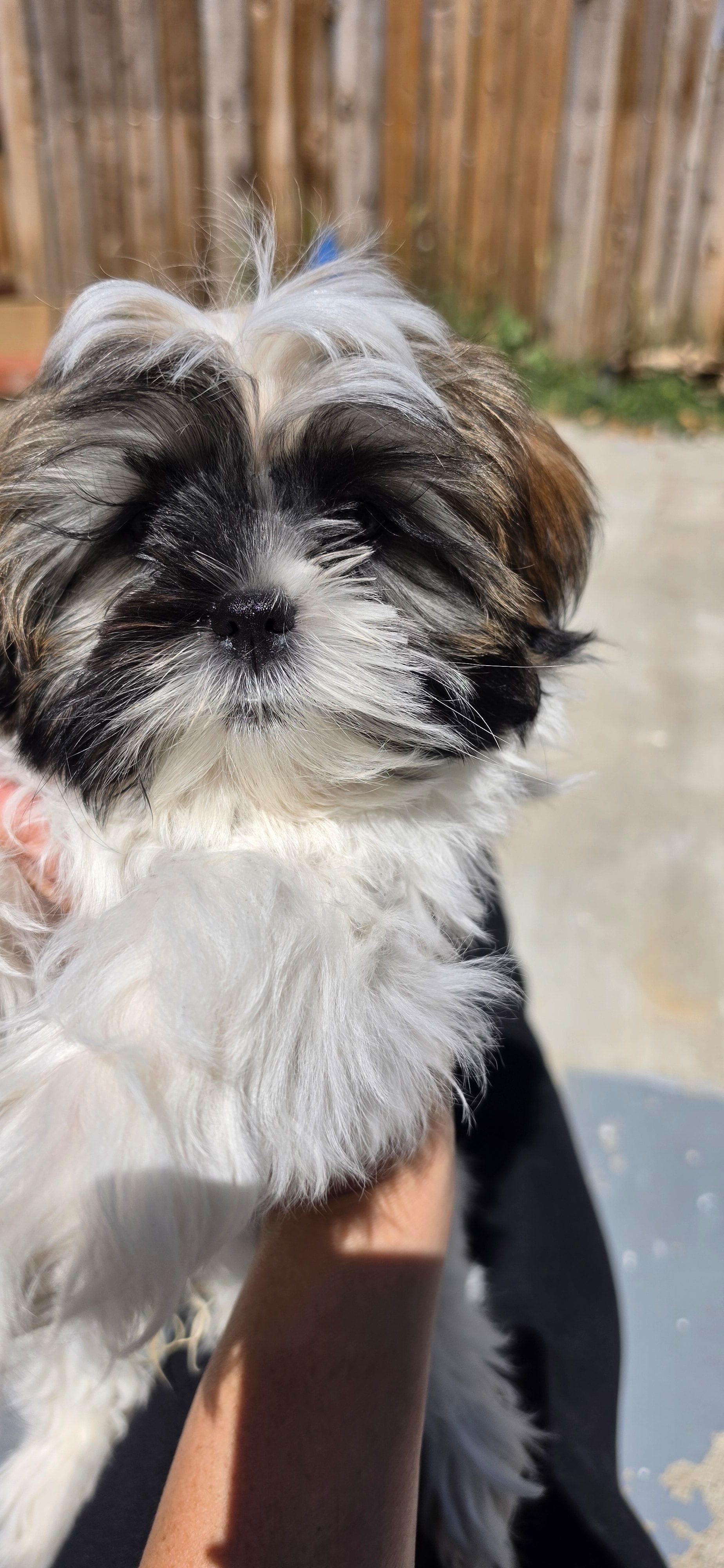 Bella – Shih Tzu puppy for sale in Riverside, CA