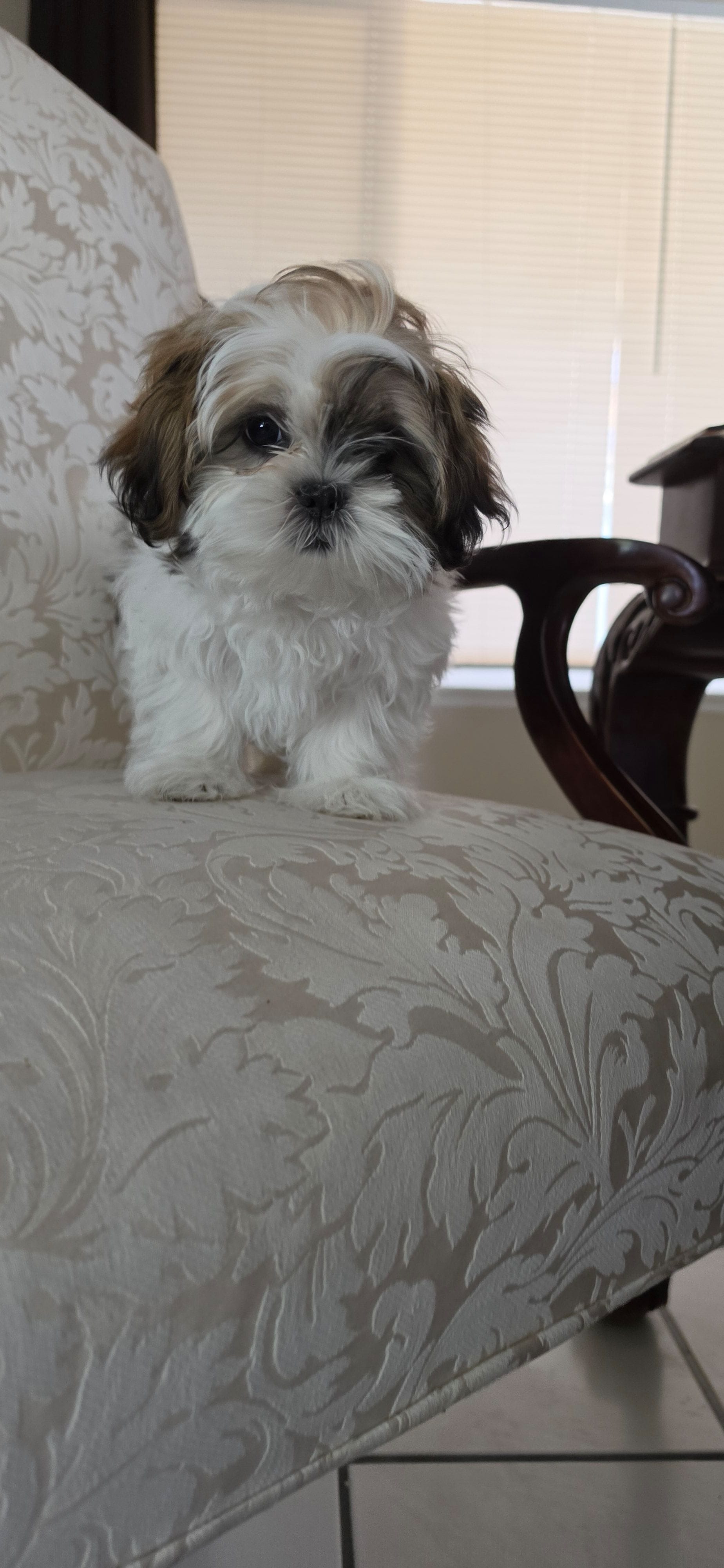 Daisy, a female Shih Tzu for sale in Riverside, CA – Photo 2 of 4