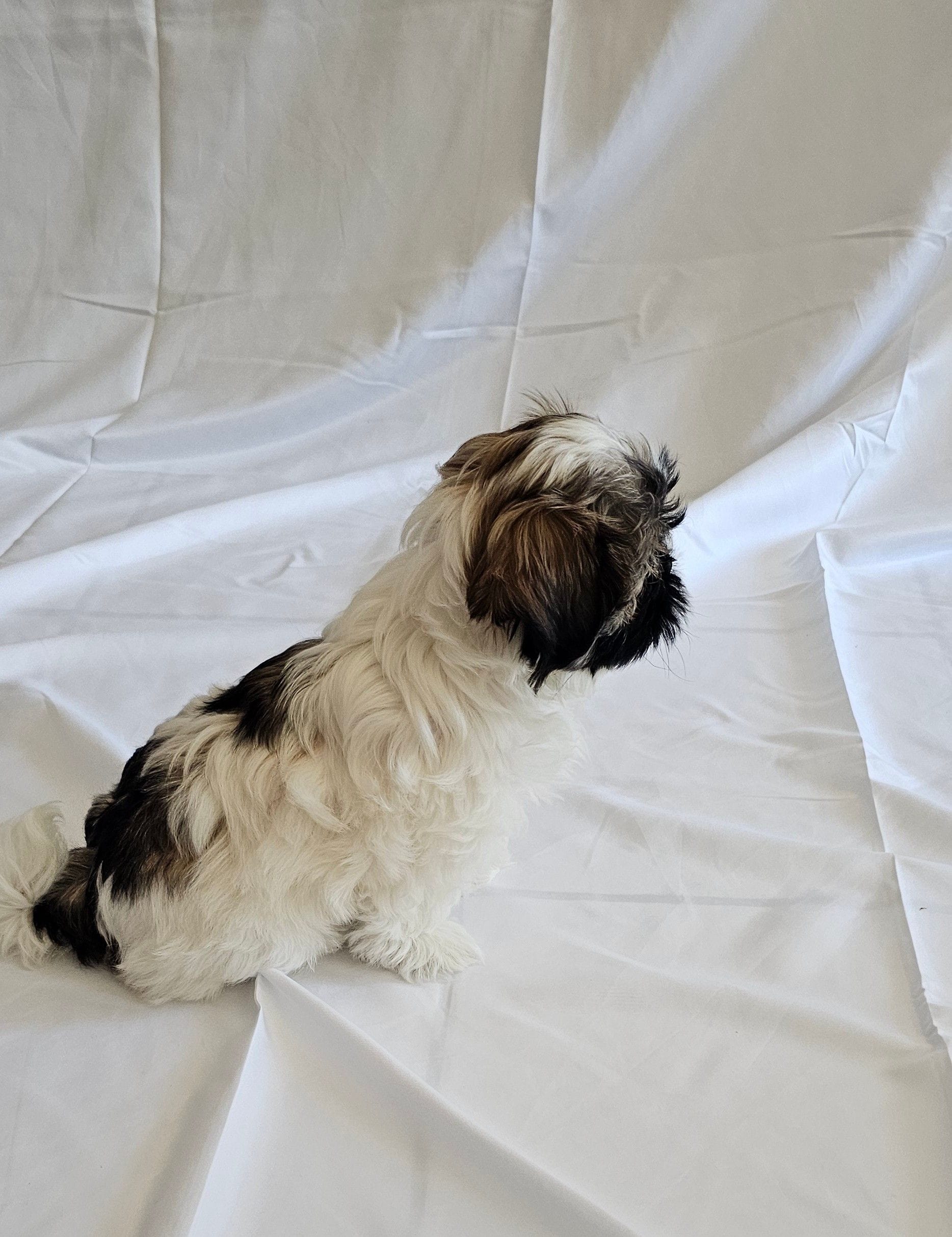 Bella, a female Shih Tzu for sale in Riverside, CA – Photo 2 of 4