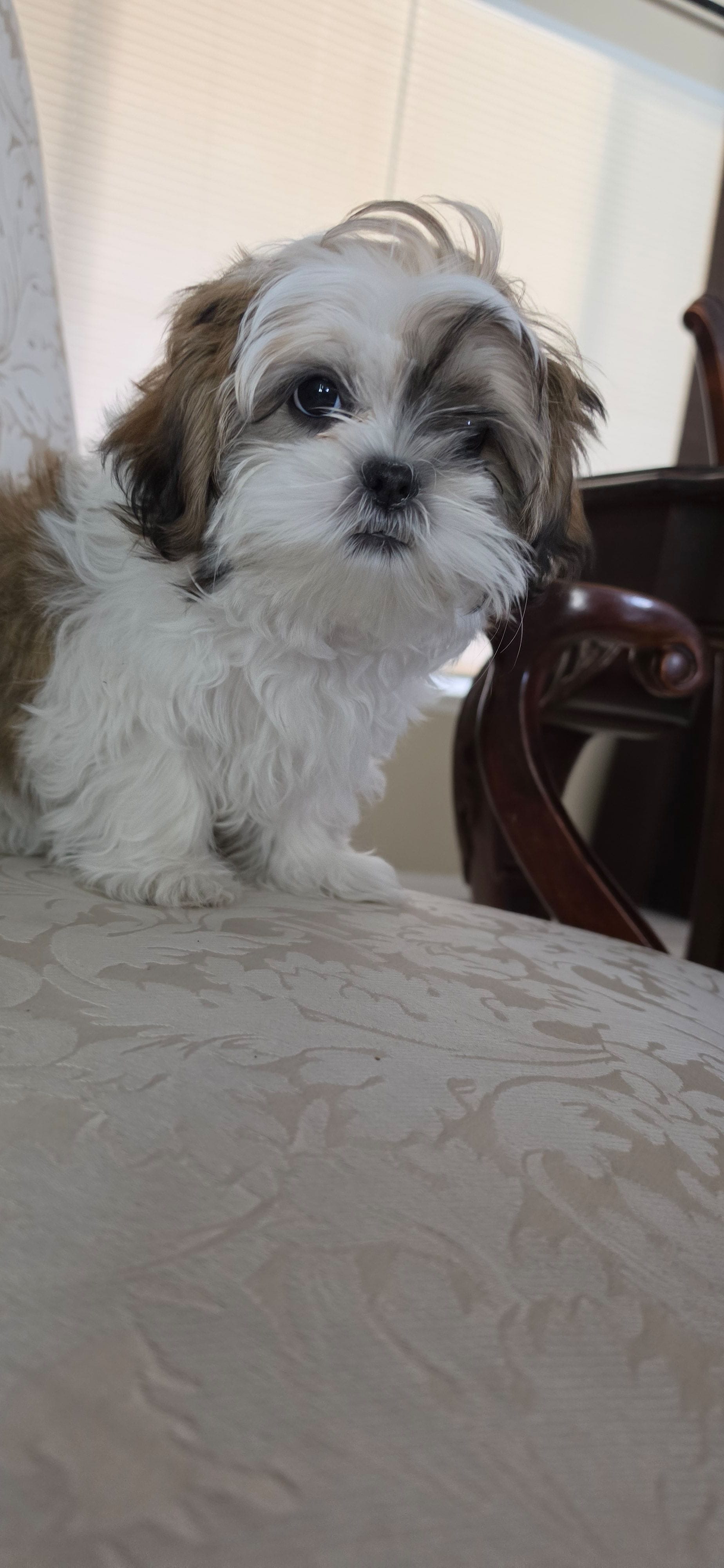 Daisy – Shih Tzu puppy for sale in Riverside, CA