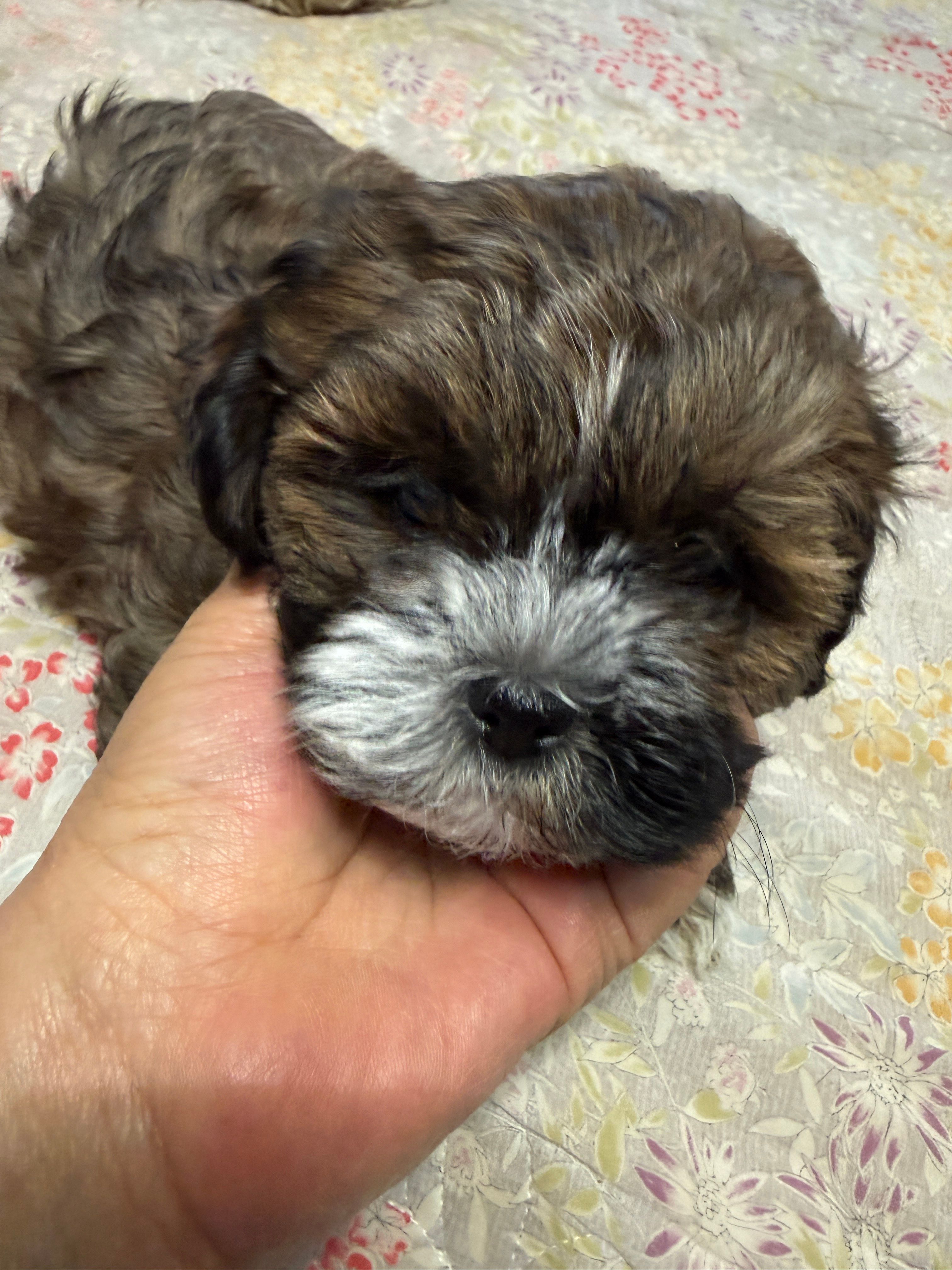 ready for pick up – Shihpoo puppy for sale in Colorado Springs, CO