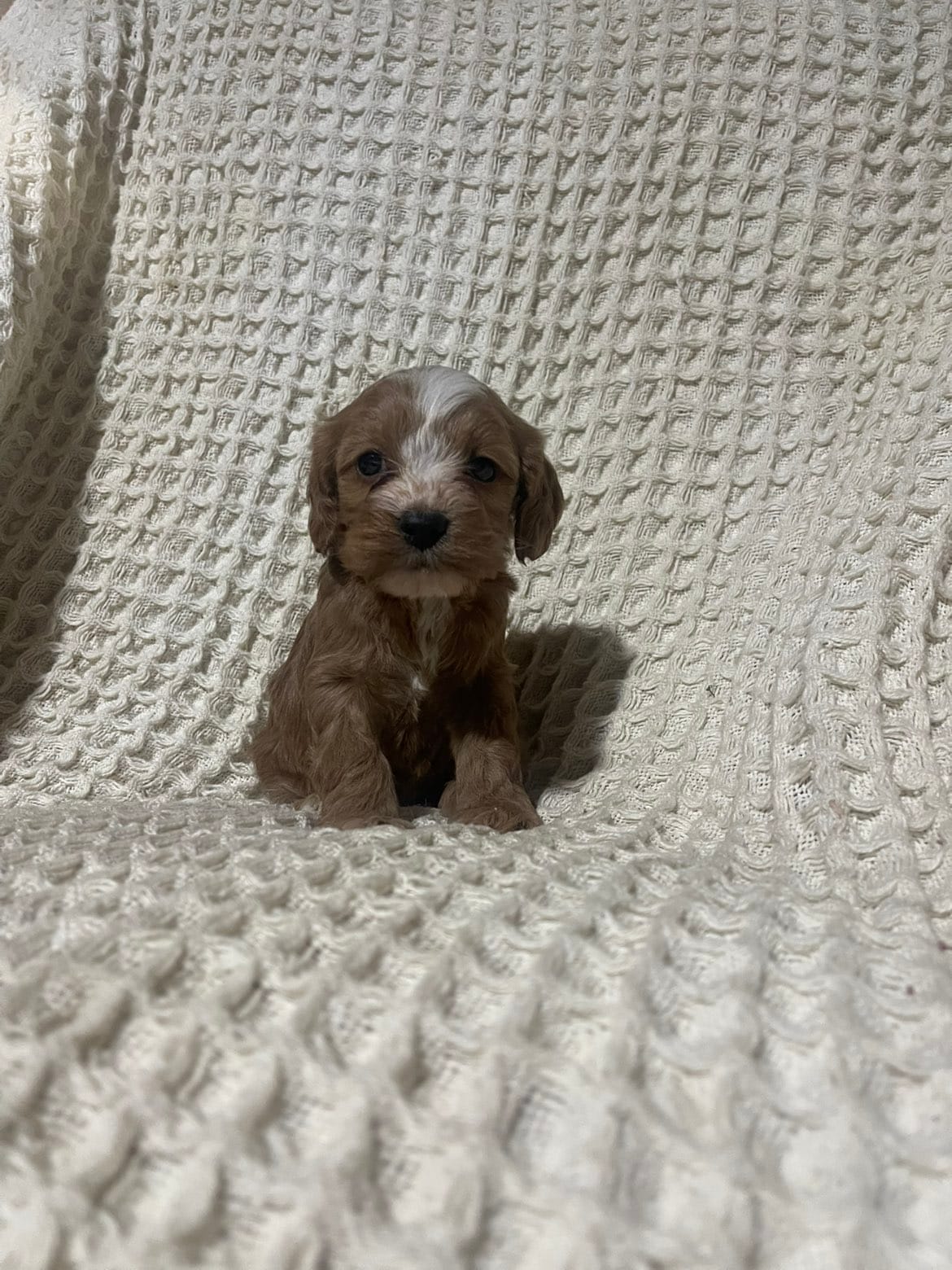 Easton – Cockapoo puppy for sale in Sevierville, TN