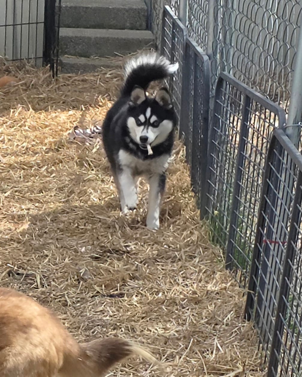 Molly – Alaskan Klee Kai puppy for sale in Woodville, AL