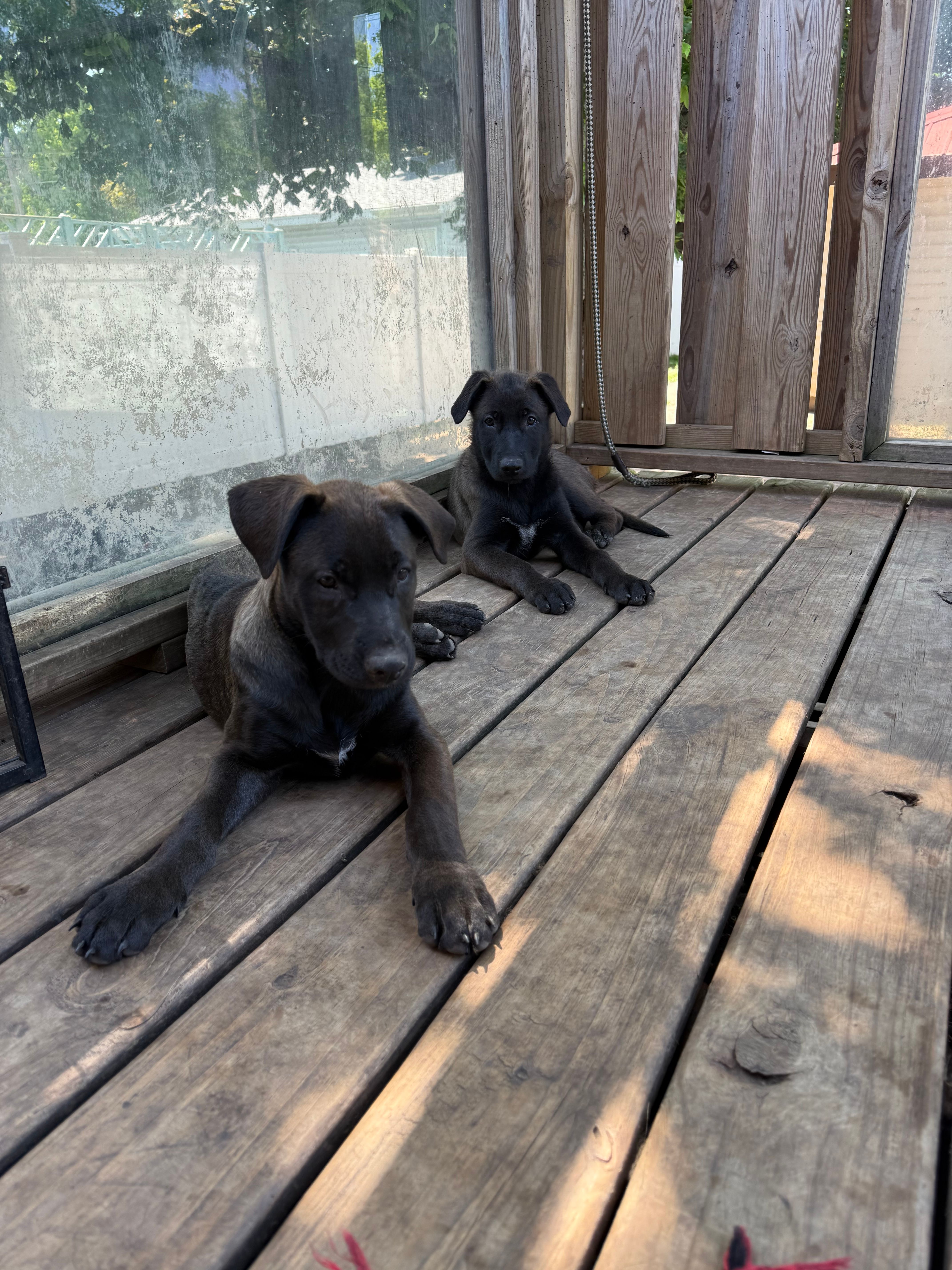 Lady and Bella  – Belgian Malinois, German Shepherd Dog puppy for sale in Kankakee, IL