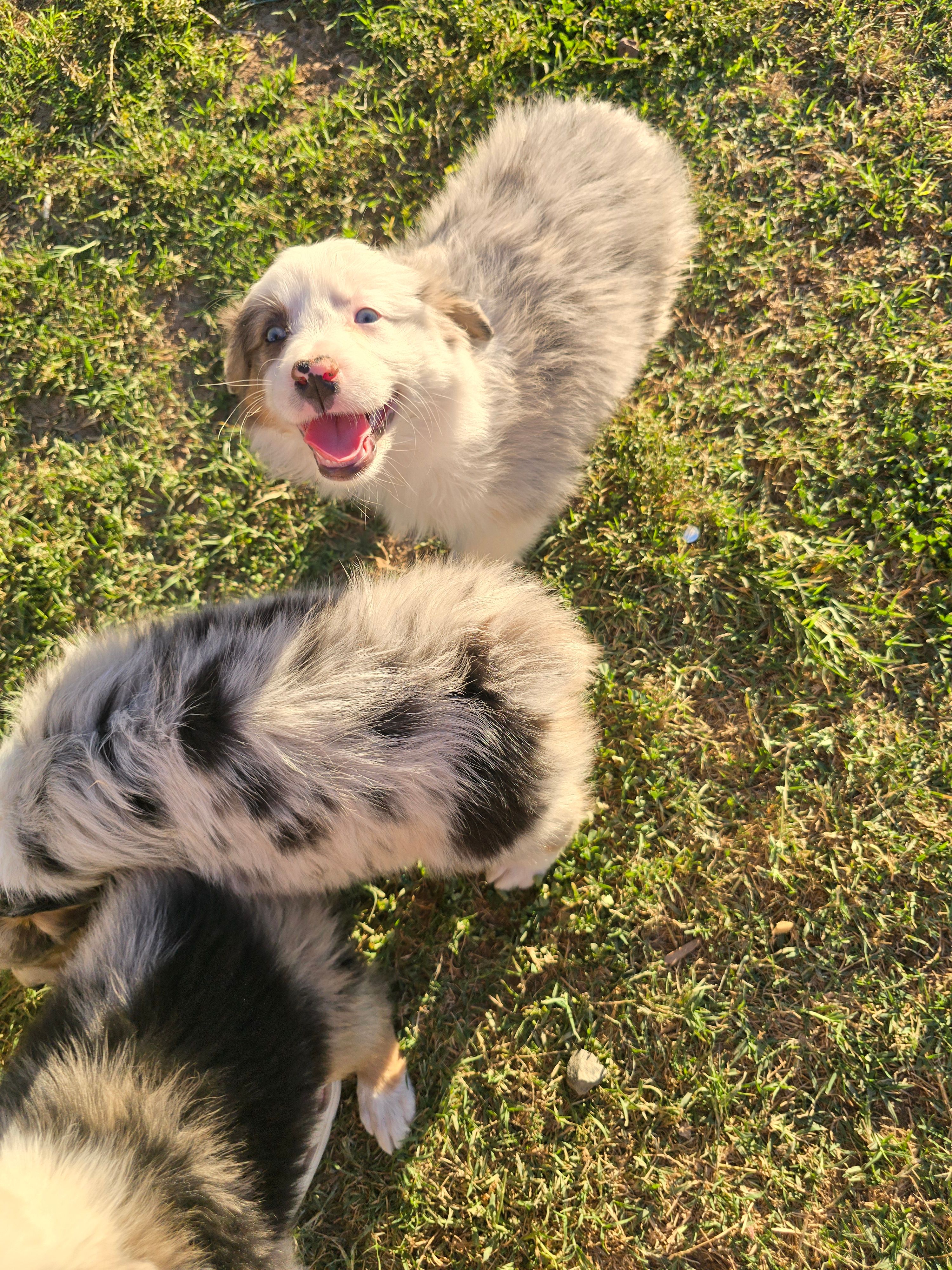 Layla – Australian Shepherd puppy for sale in Peoria, AZ