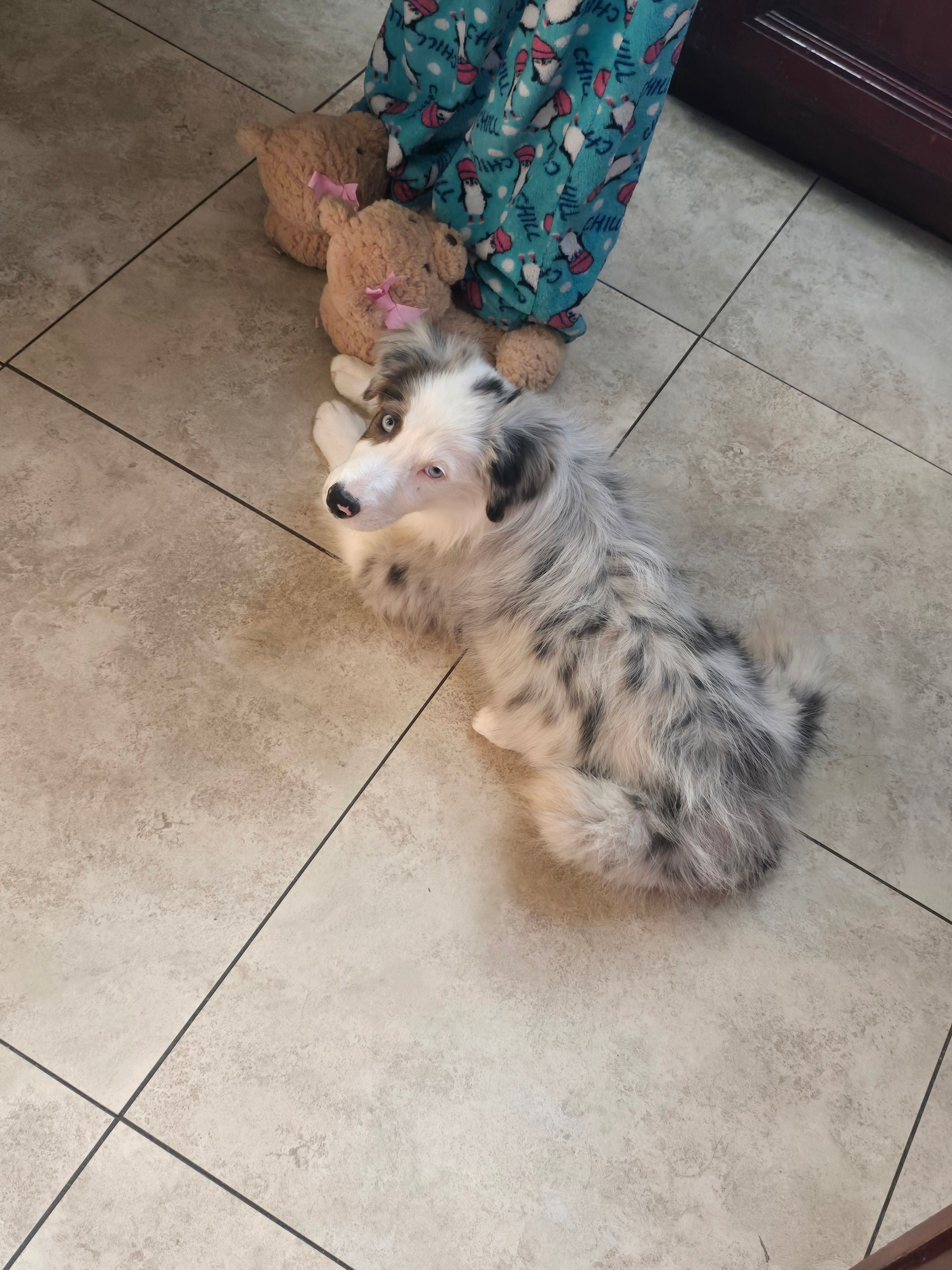Layla – Australian Shepherd puppy for sale in Peoria, AZ
