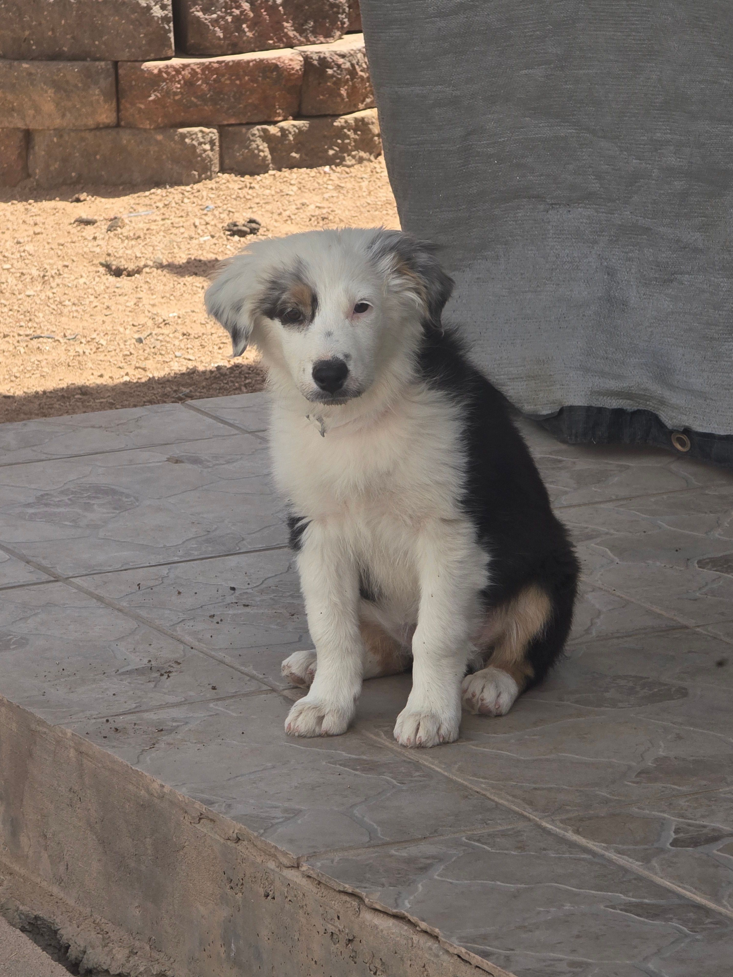 Panda  – Australian Shepherd puppy for sale in Peoria, AZ