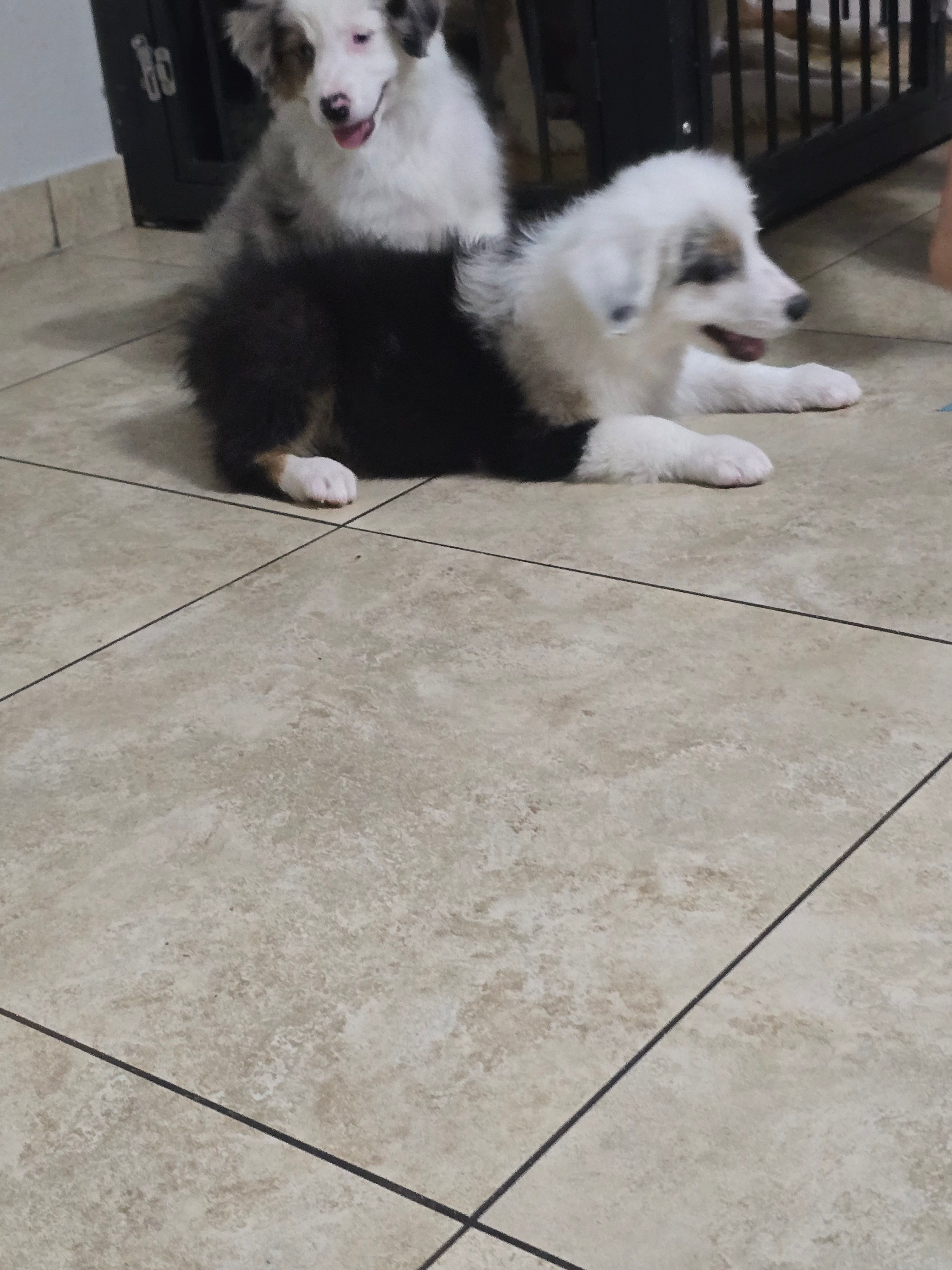 Panda  – Australian Shepherd puppy for sale in Peoria, AZ